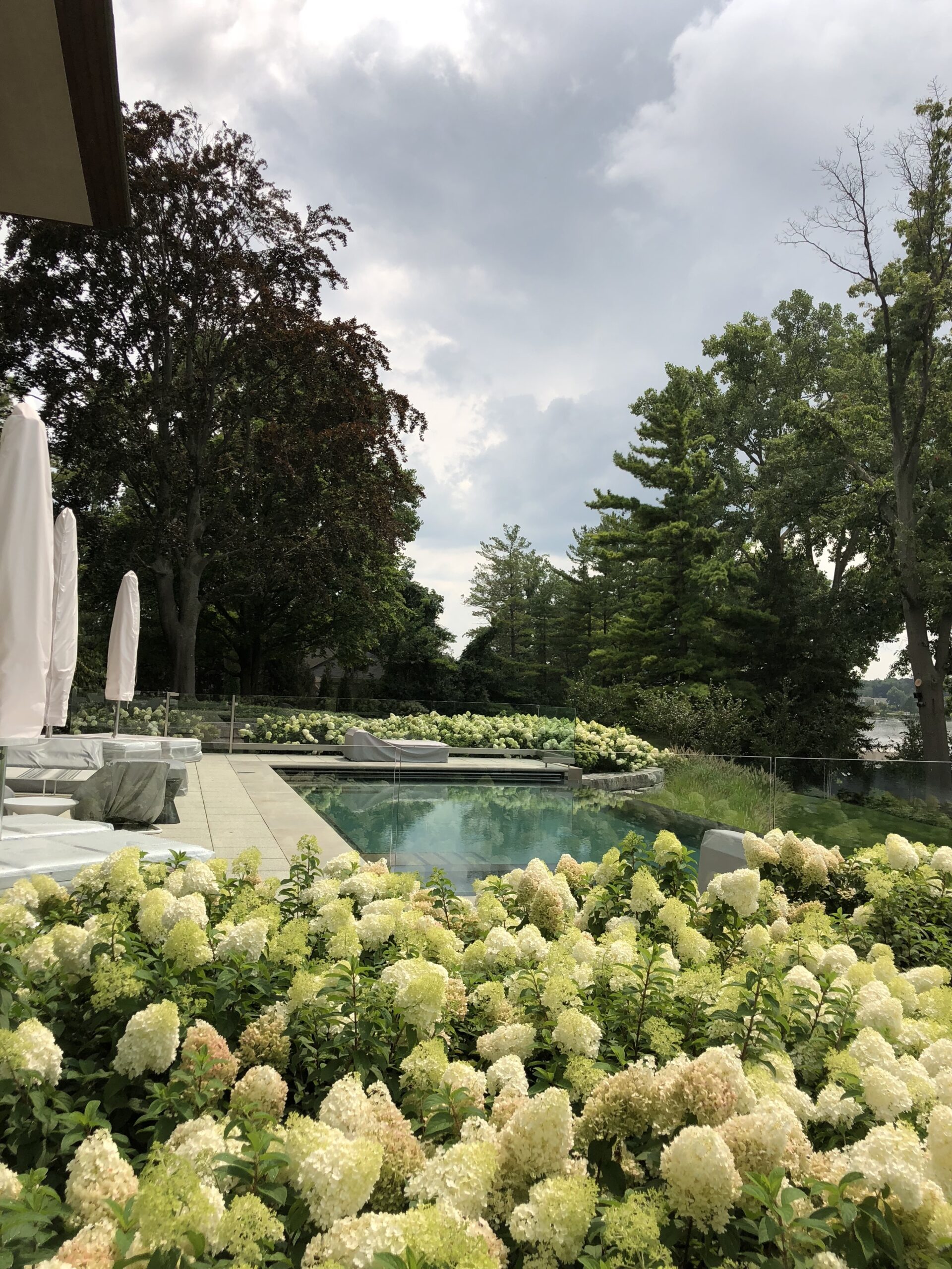 hydrangea landscape uses