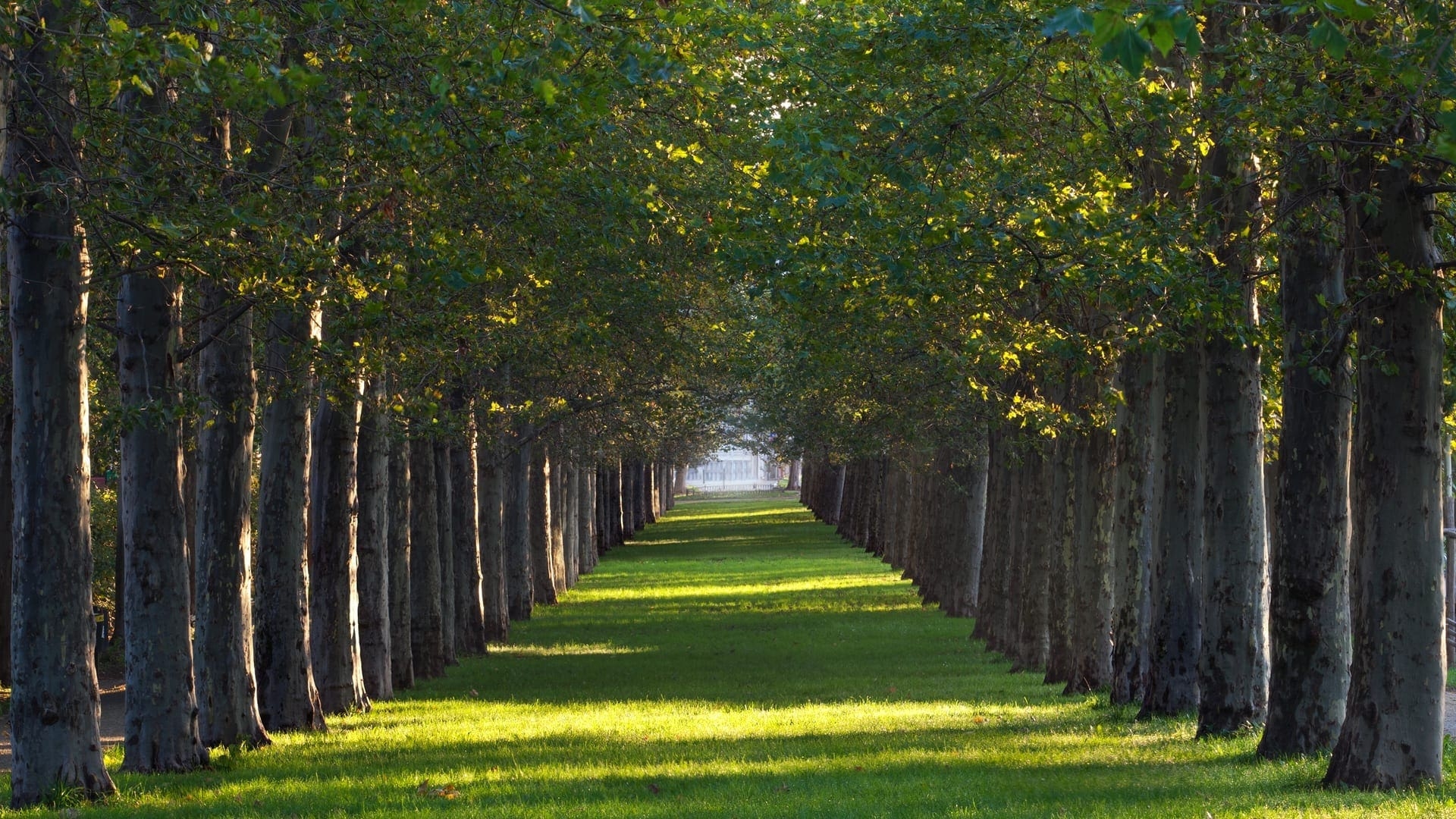 Designing Your Tree Landscape In 3 Simple Steps