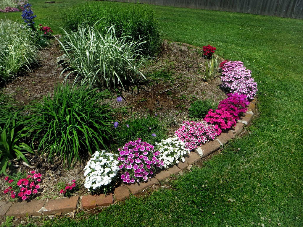 Dianthus Border Granger Meador Flickr Dianthus Border Granger Meador Flickr