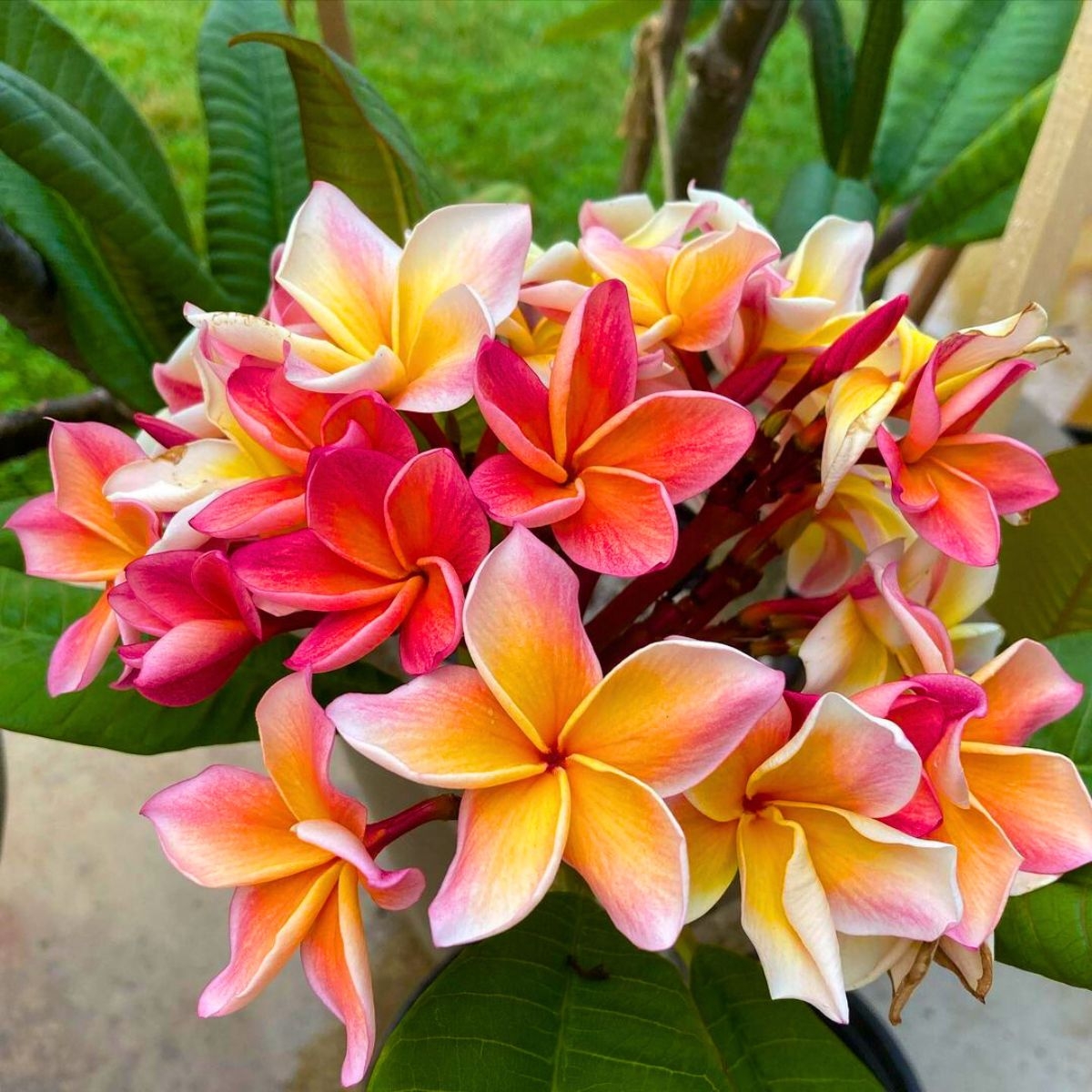 Discover Some Of The Best Tropical Flowering Plants For Your Garden