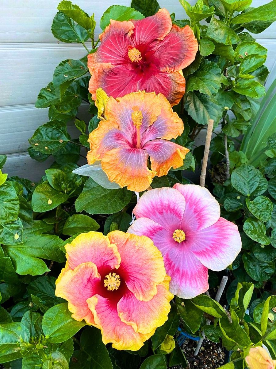Discover Some Of The Best Tropical Flowering Plants For Your Garden