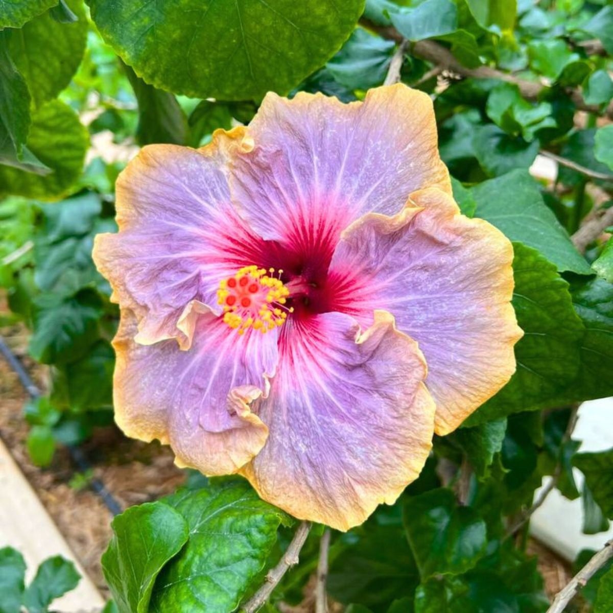 tropical landscaping plants for warm climates