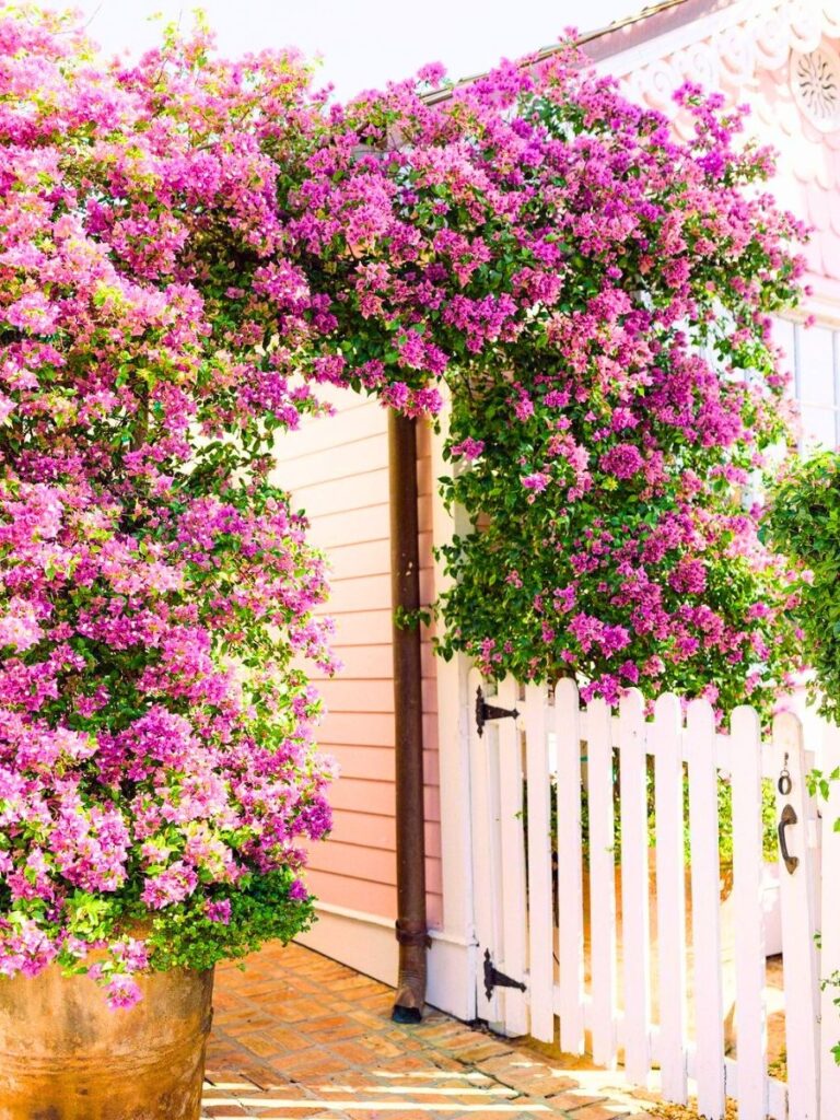 Discover Some Of The Best Tropical Flowering Plants For Your Garden