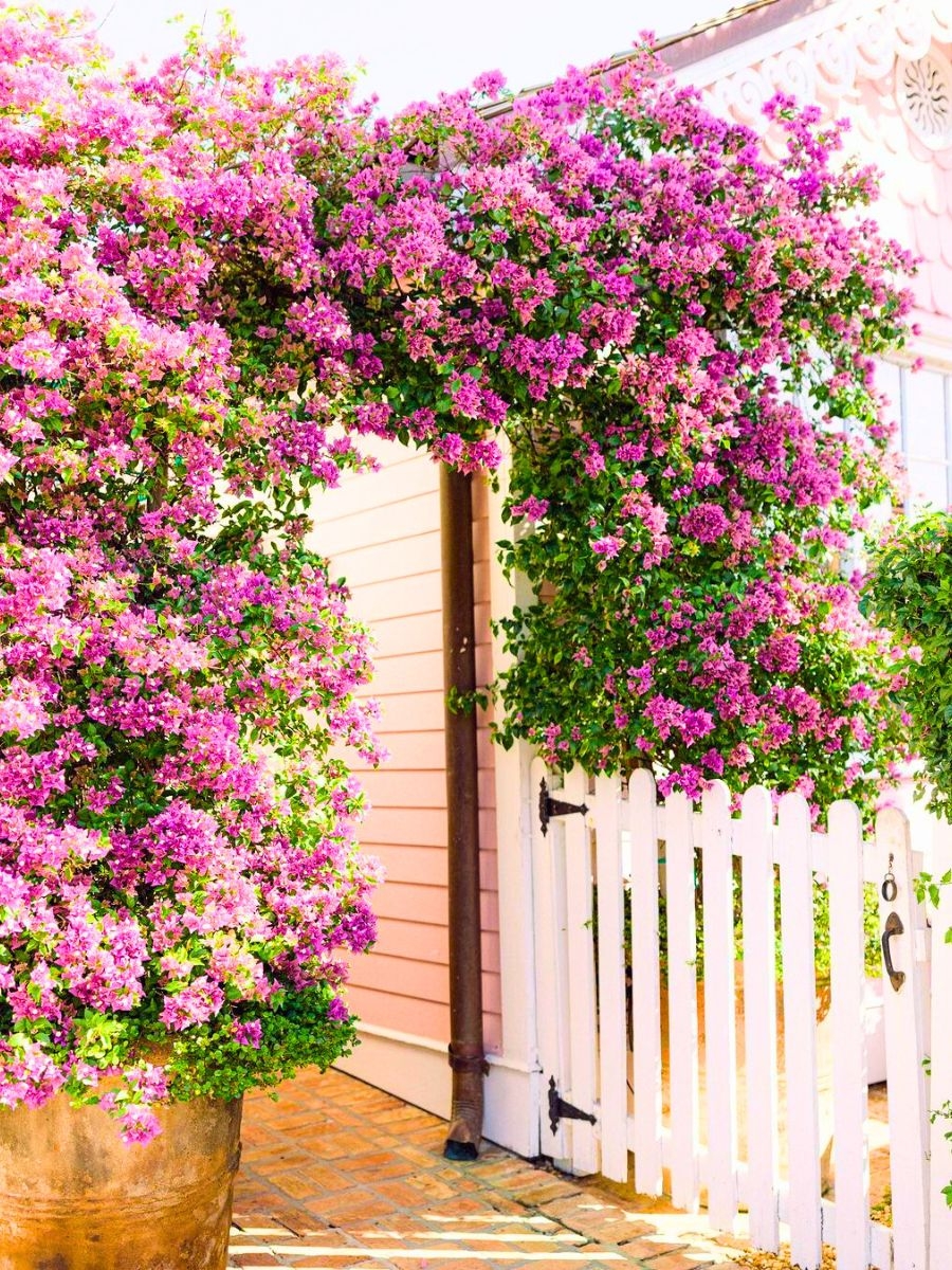 Discover Some Of The Best Tropical Flowering Plants For Your Garden