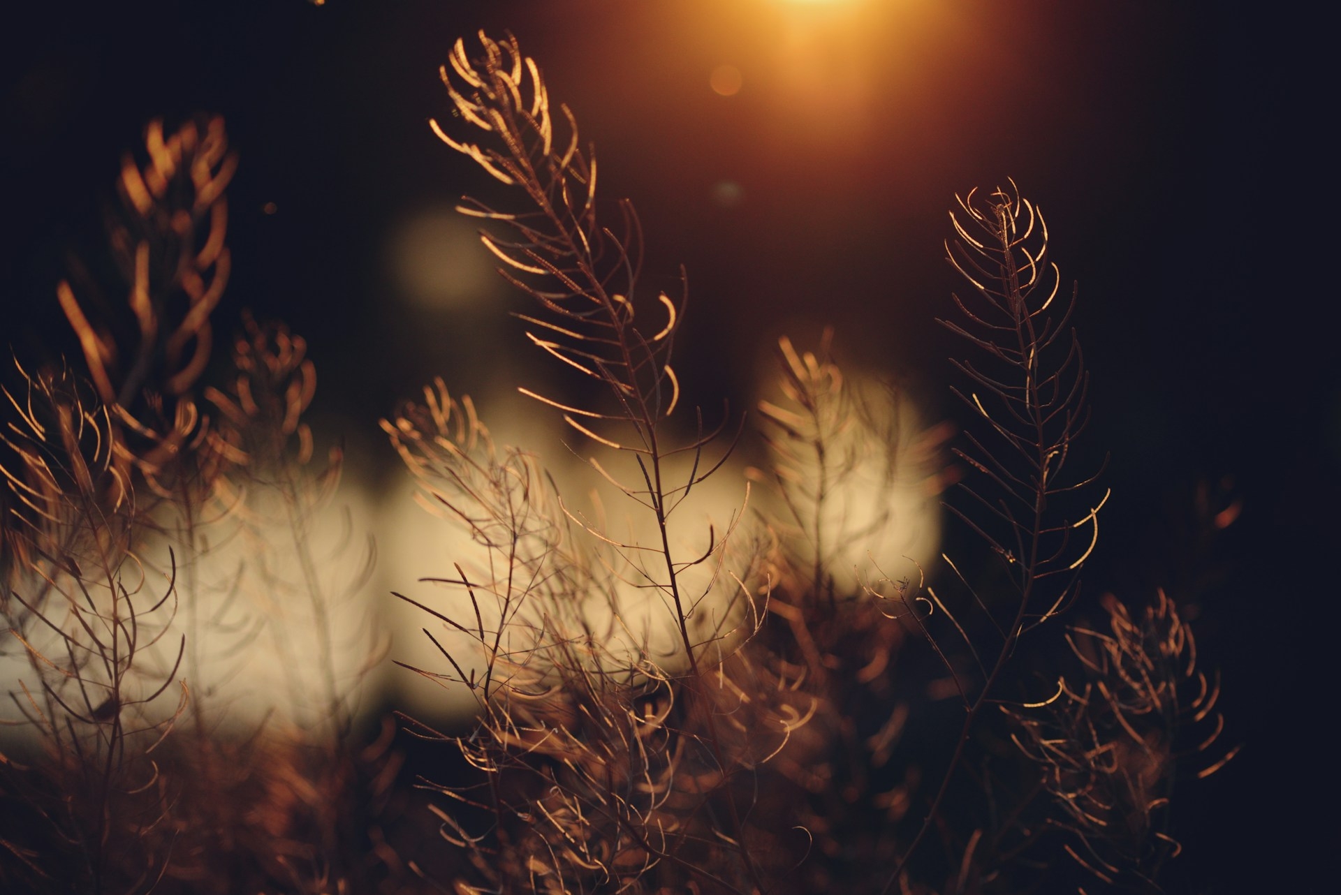 Dramatic Bokeh Photography Photo Tips Pure Photography