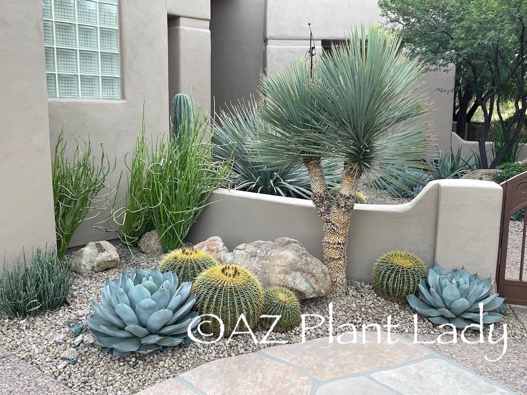 Drought Tolerant Archives Desert Gardening 101