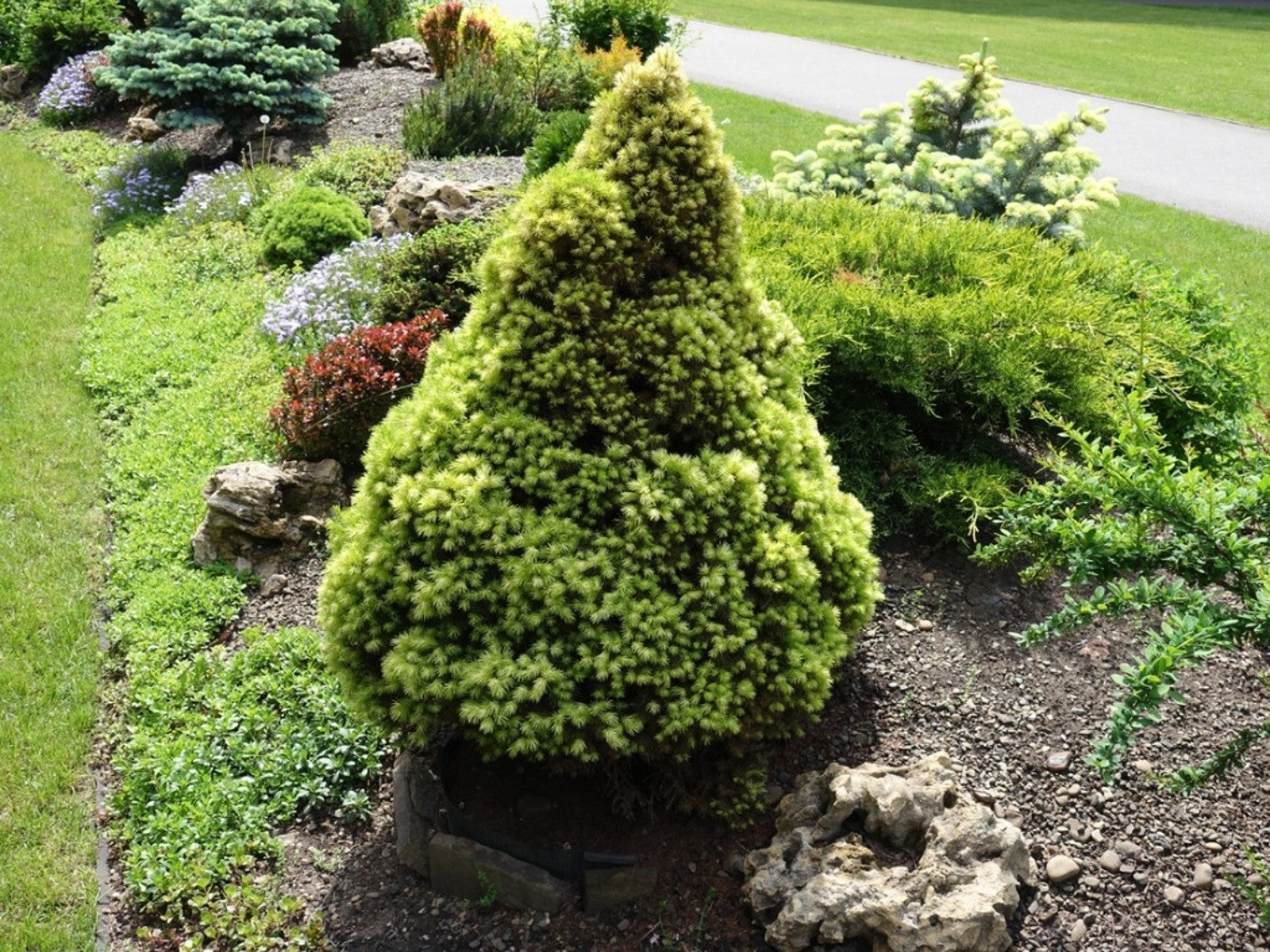 Dwarf Conifer Varieties Choosing Dwarf Conifers For The Landscape Gardening Know How