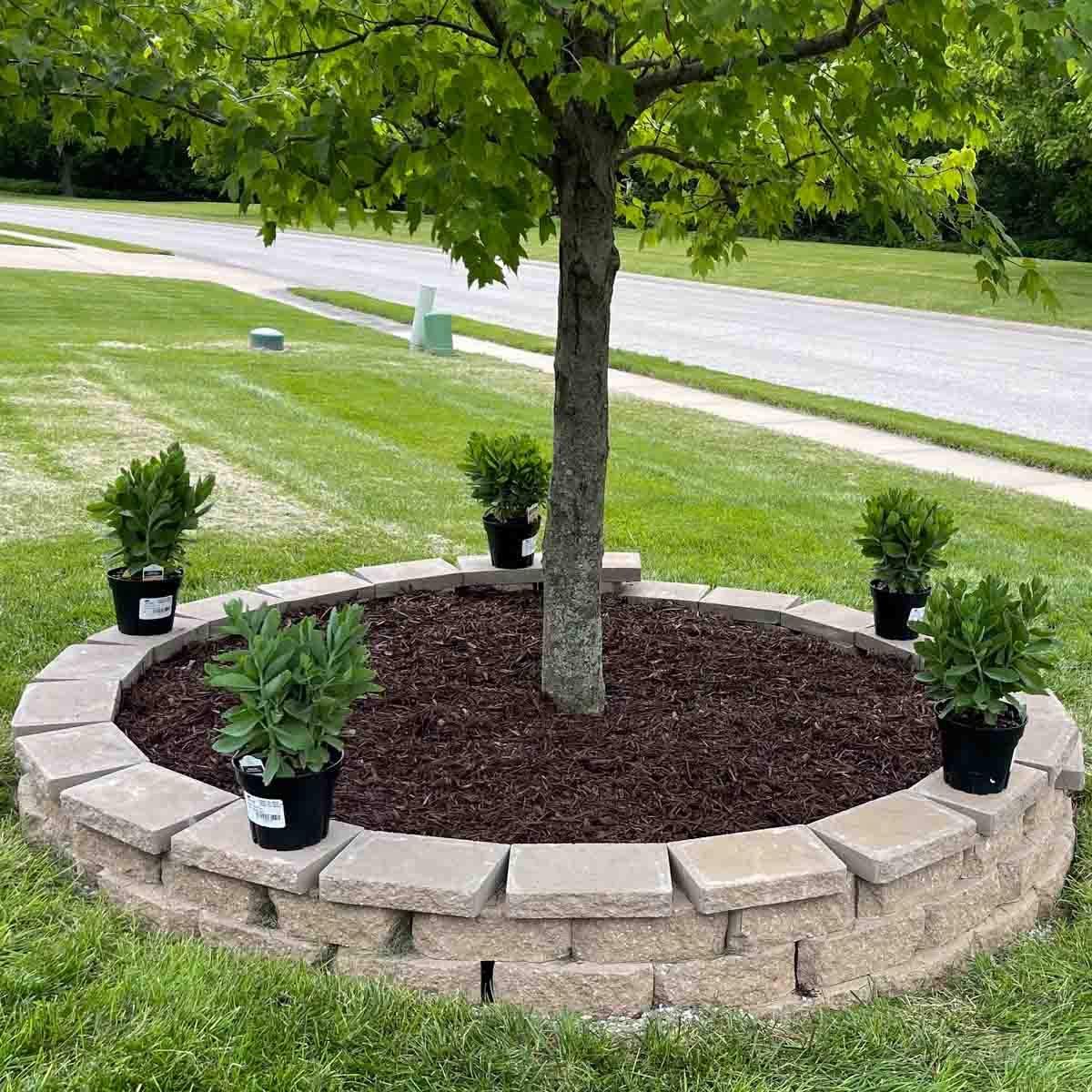 Easy DIY Tree Ring Makeover Budget Friendly Front Yard Transformation