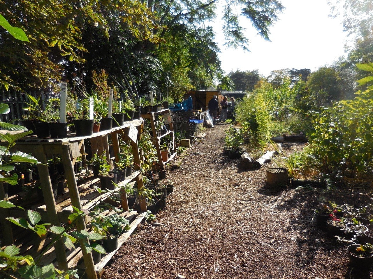 Edible Landscapes London Community Forest Garden The Orchard Project