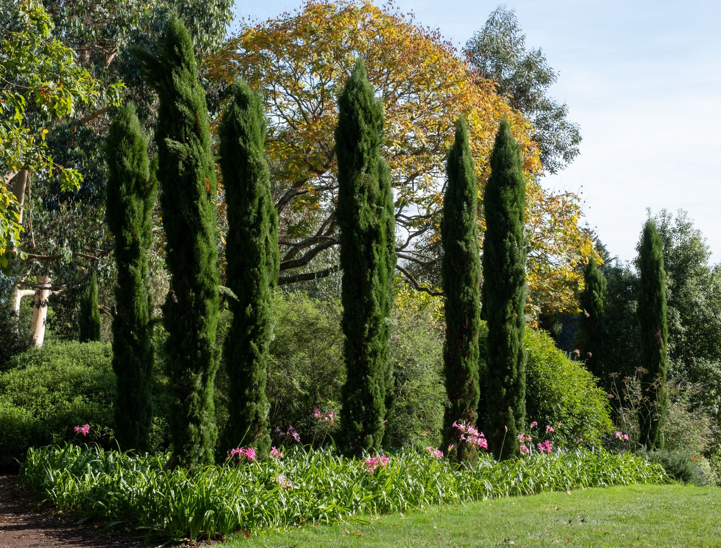 landscaping cypress trees
