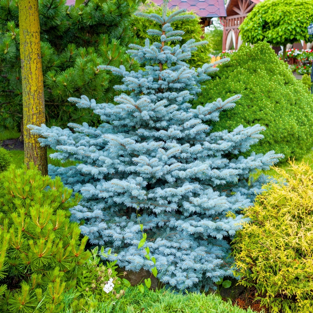 Enhancing Your Landscape With Blue Colored Evergreen Trees A Guide To Stunning Garden Design Patuxent Nursery