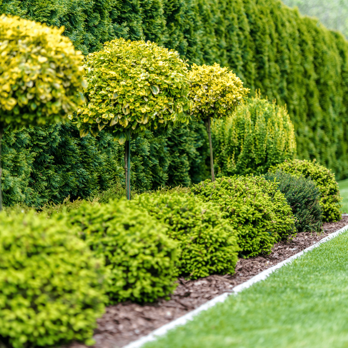 evergreen bushes for landscaping