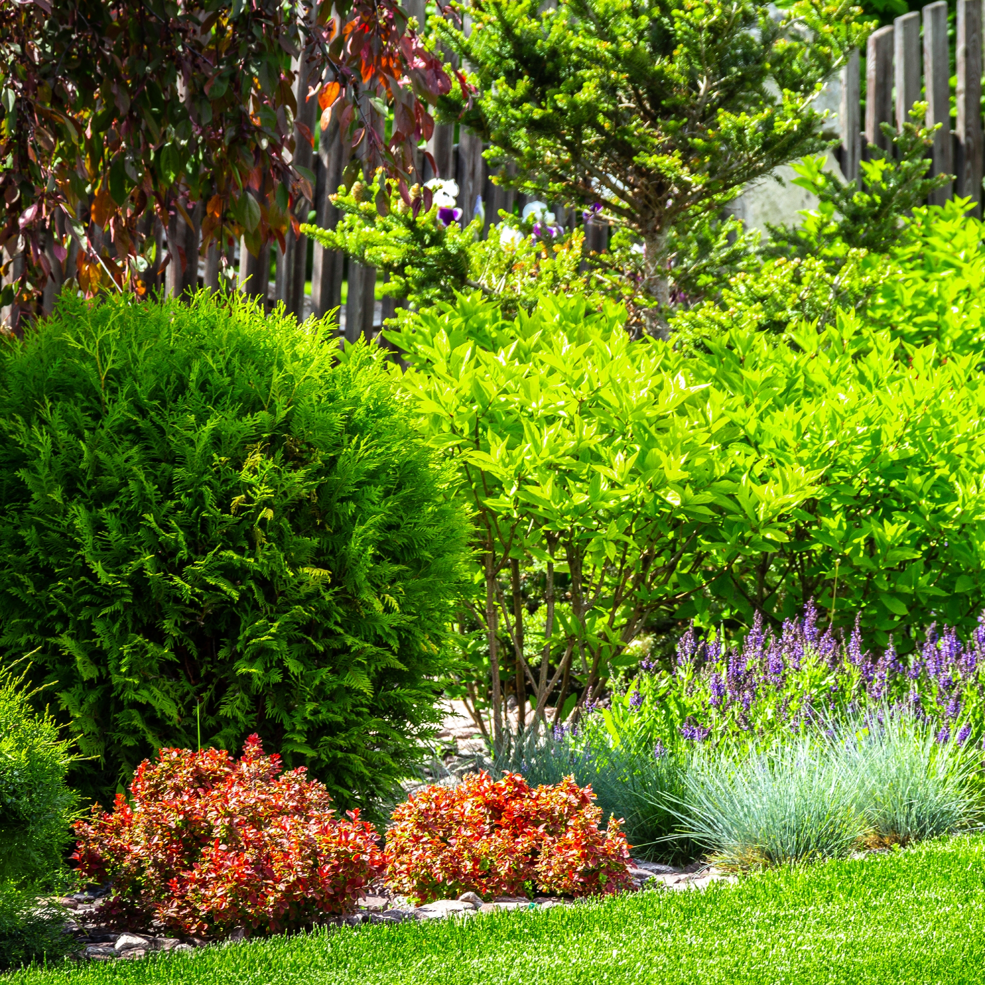 landscaping evergreen shrubs
