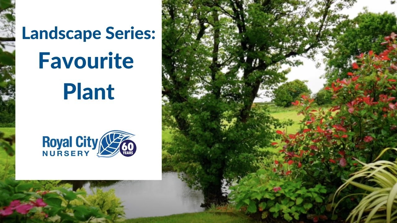 Favourite Plant In The Landscape Landscape Series Royal City Nursery YouTube