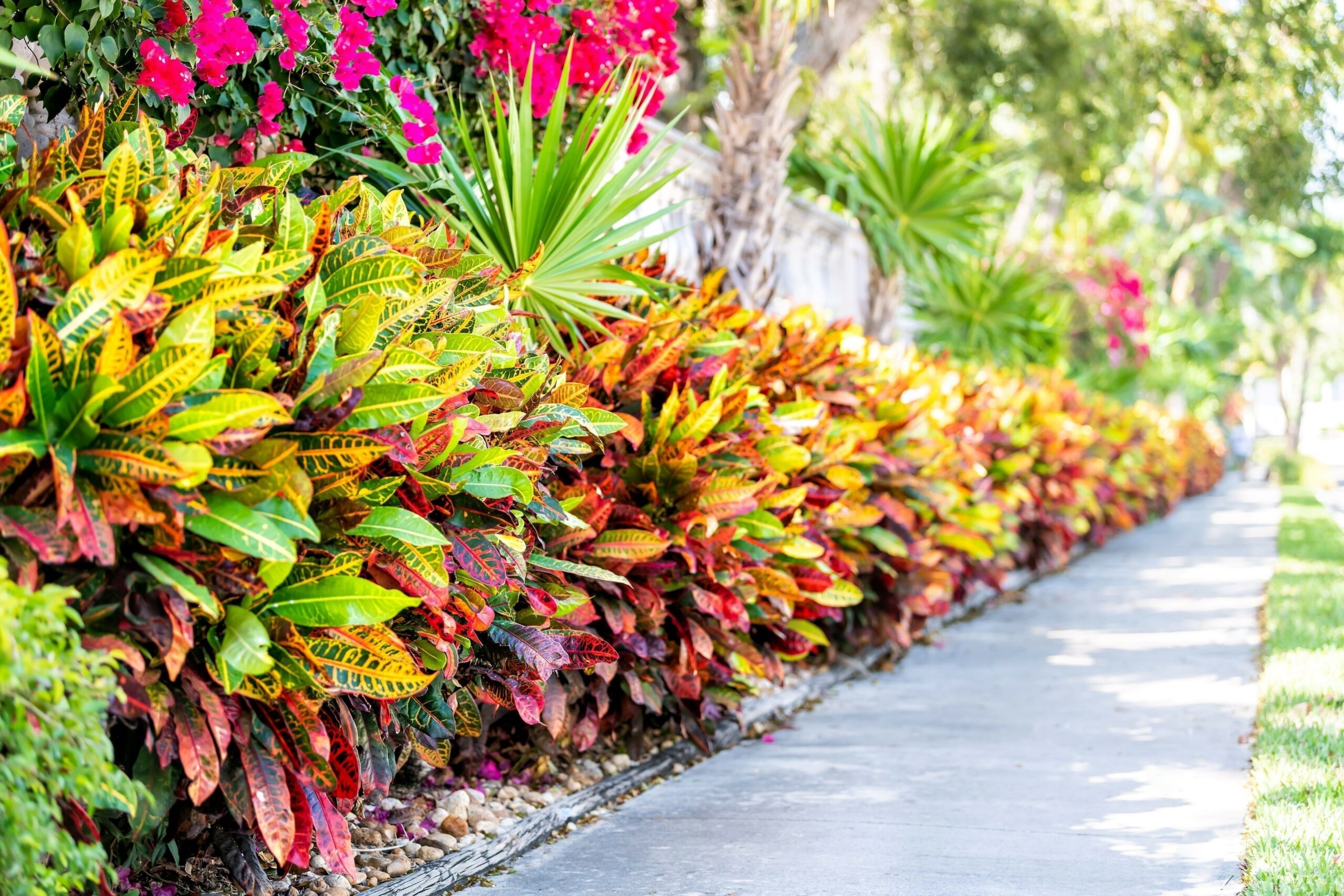 Florida Pathways Are Only As Pretty As What You Plant ArtisTree ArtisTree