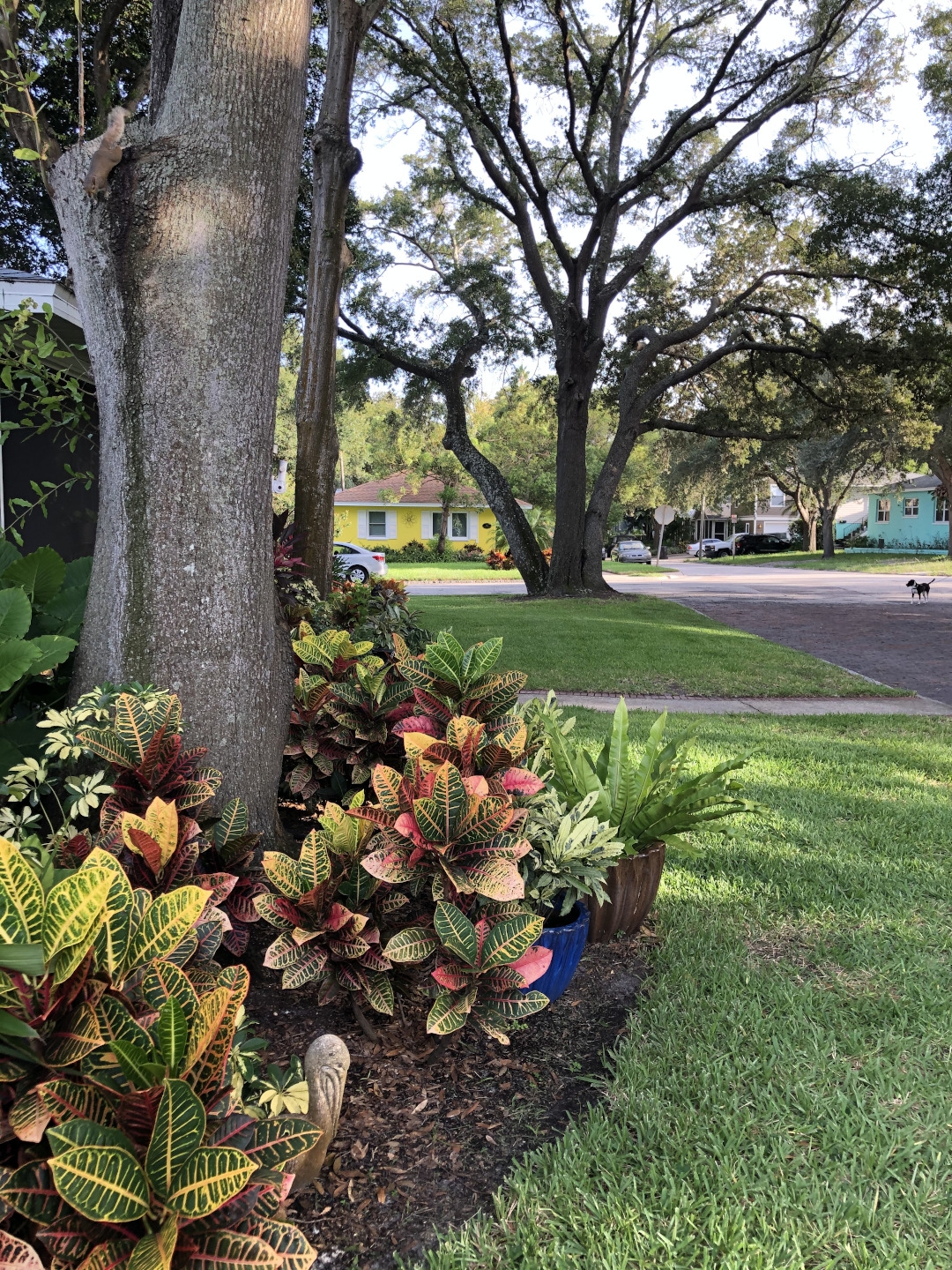 Florida Style Foliage Fine Gardening