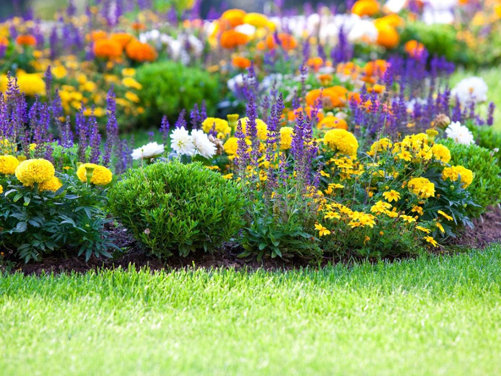 Flower Gardening How To Start A Flower Garden Gardening Know How