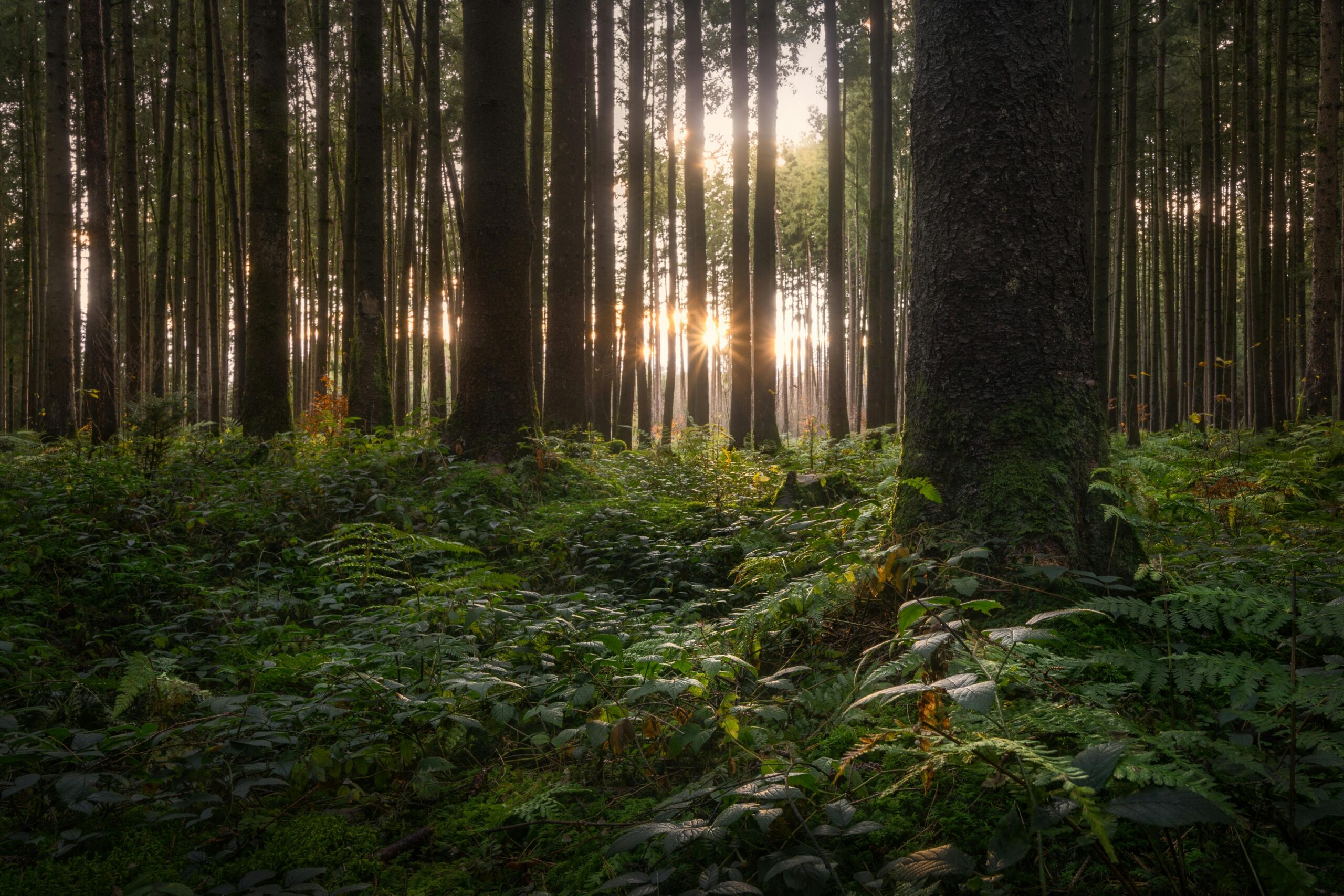 photography forest landscape