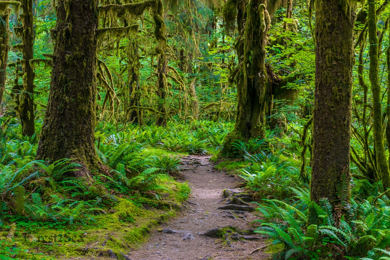 Forest Landscapes Forest2Sea Adventure Photography