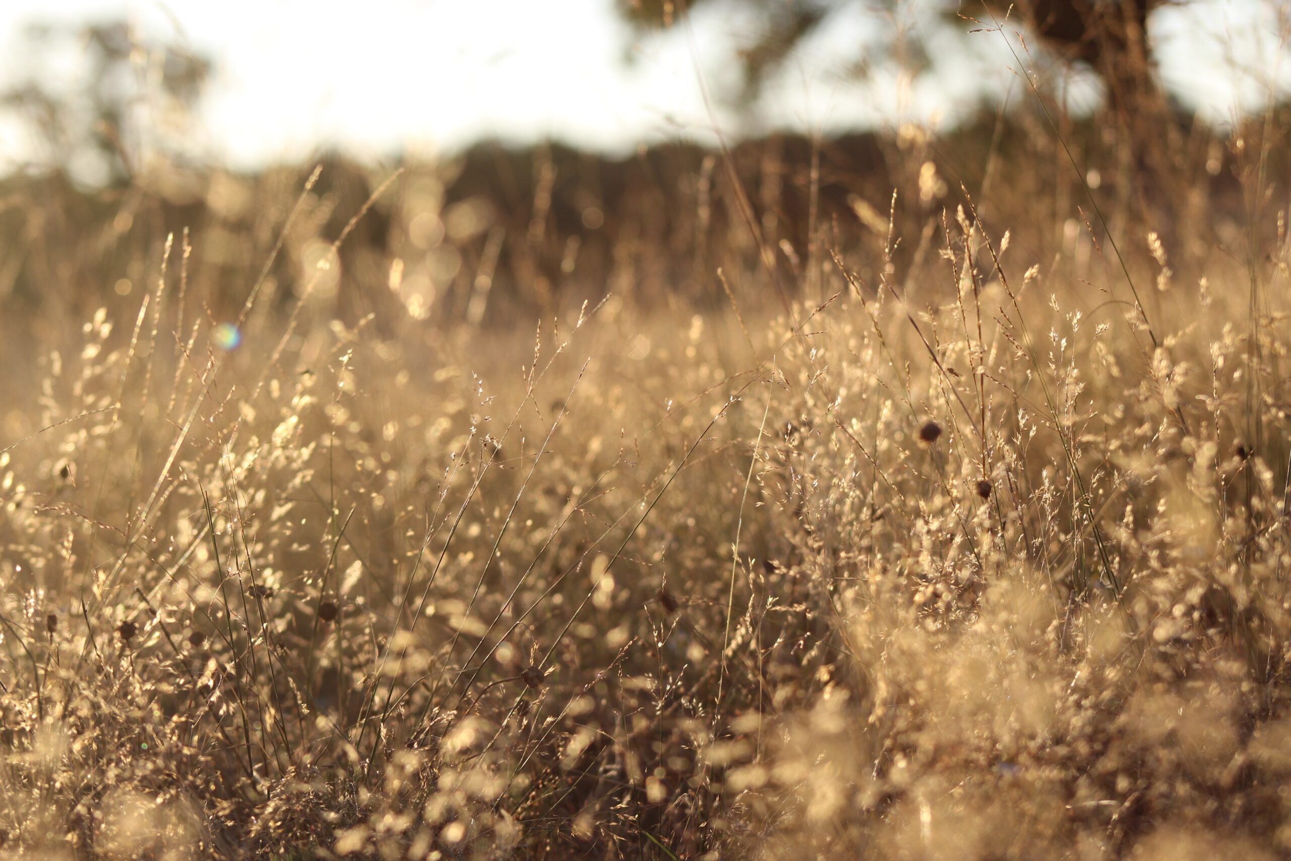 landscape photography with bokeh