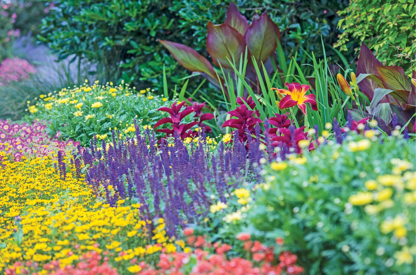 From The Garden Salvia Town Style