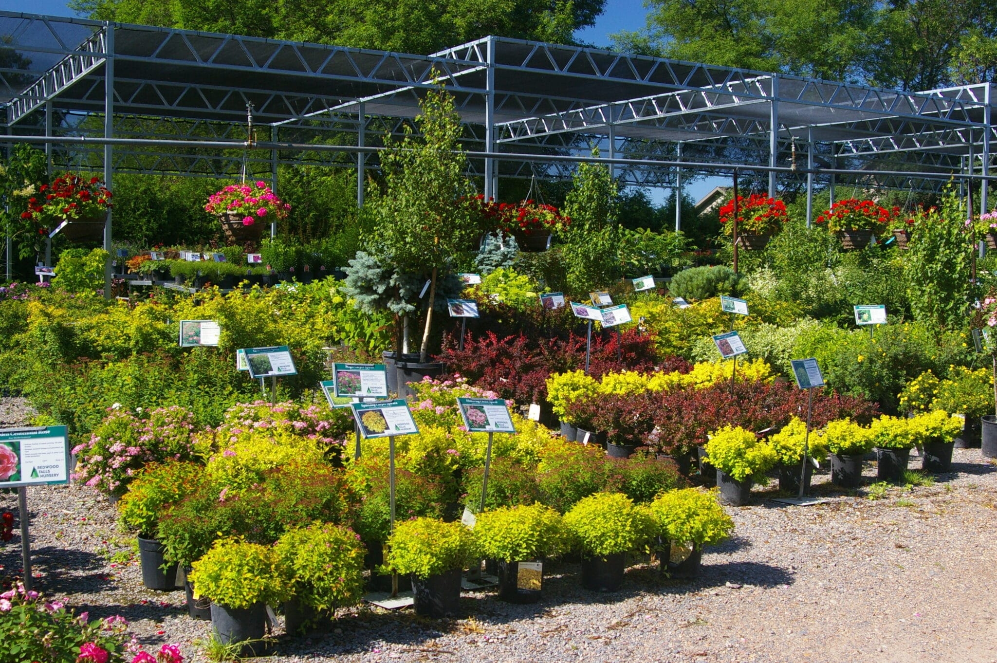 Gallery Redwood Falls Nursery Gallery Redwood Falls Nursery