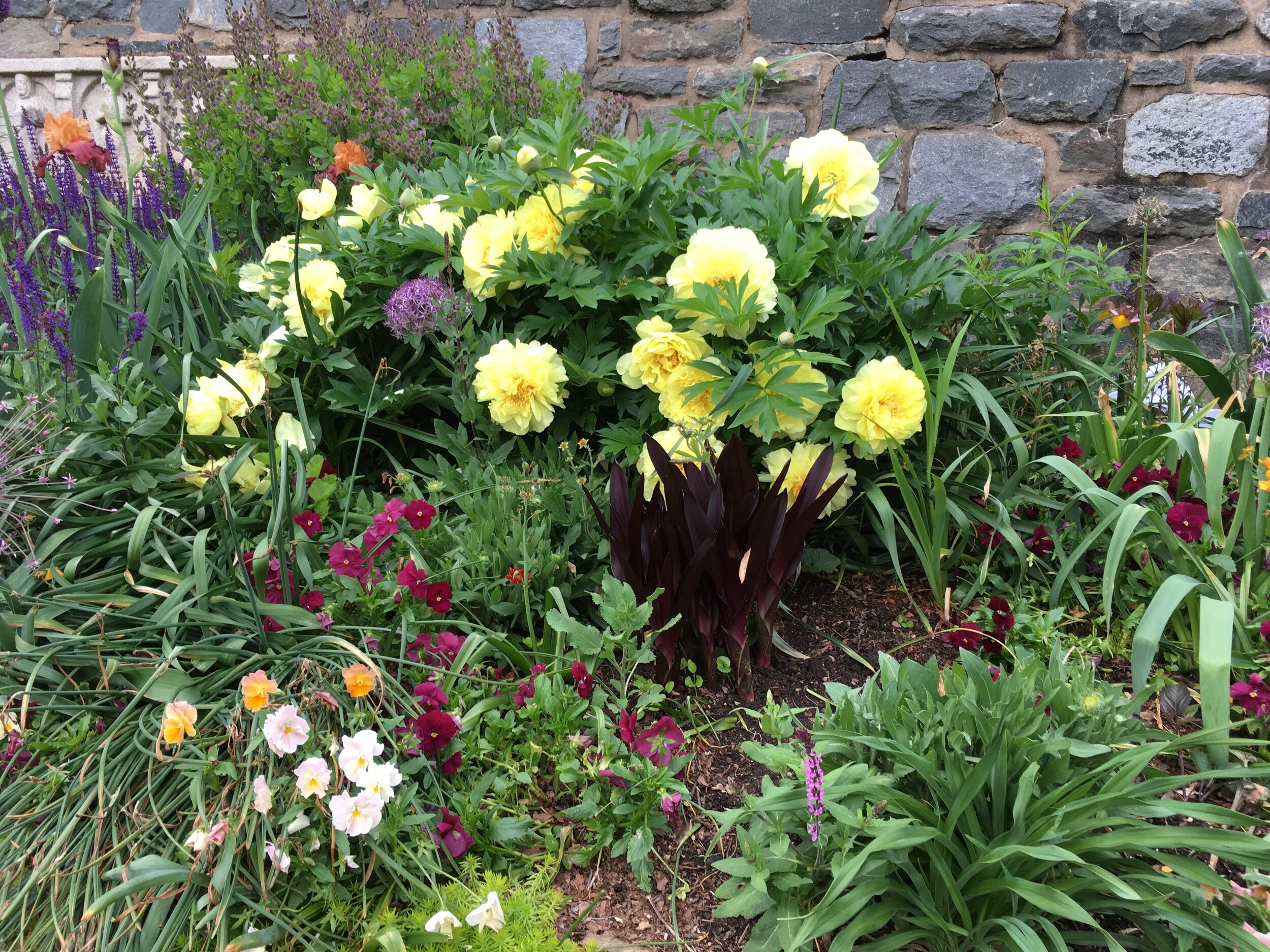 Garden Design And Peony Planting Peony s Envy