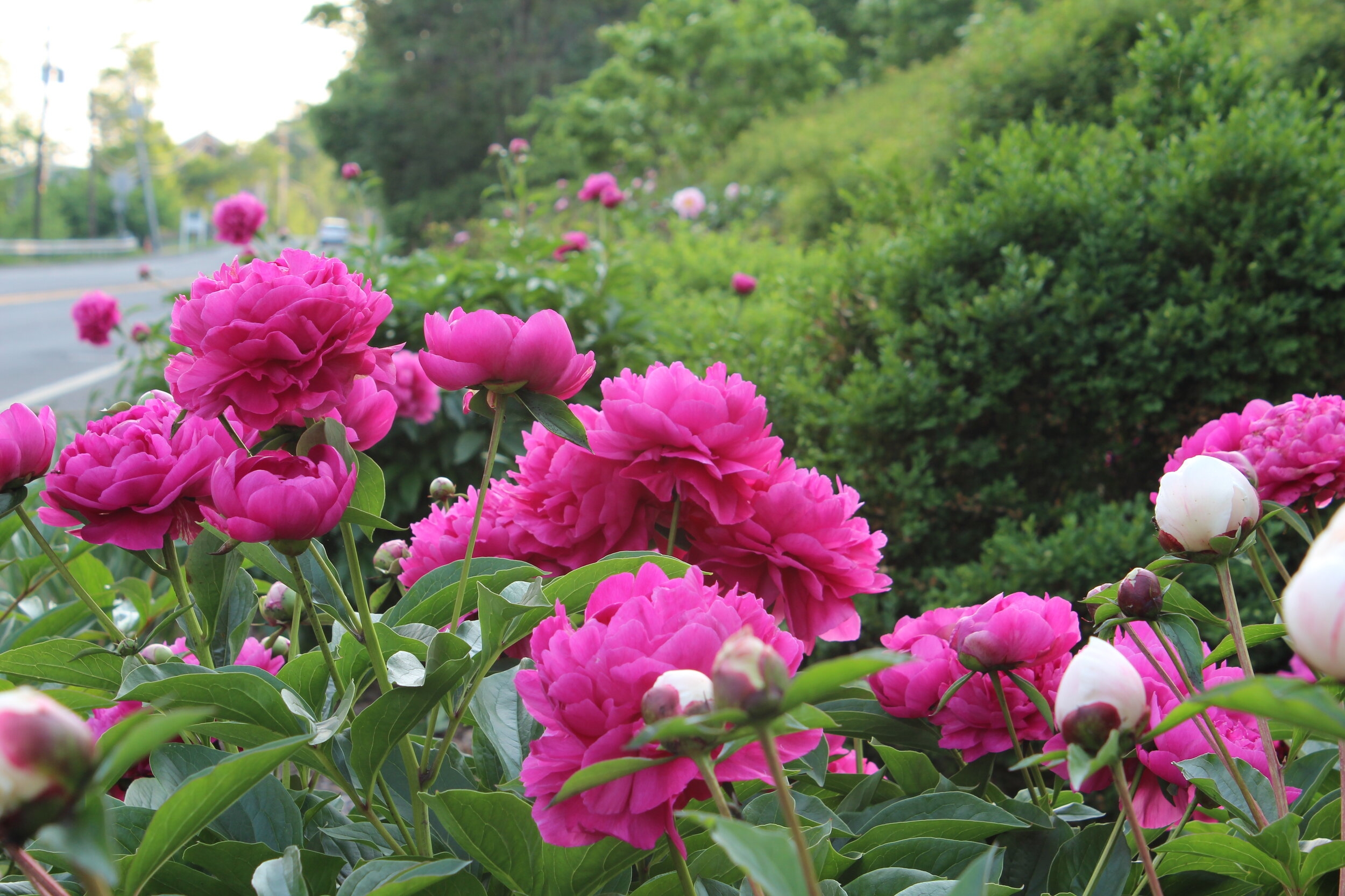 Garden Design And Peony Planting Peony s Envy