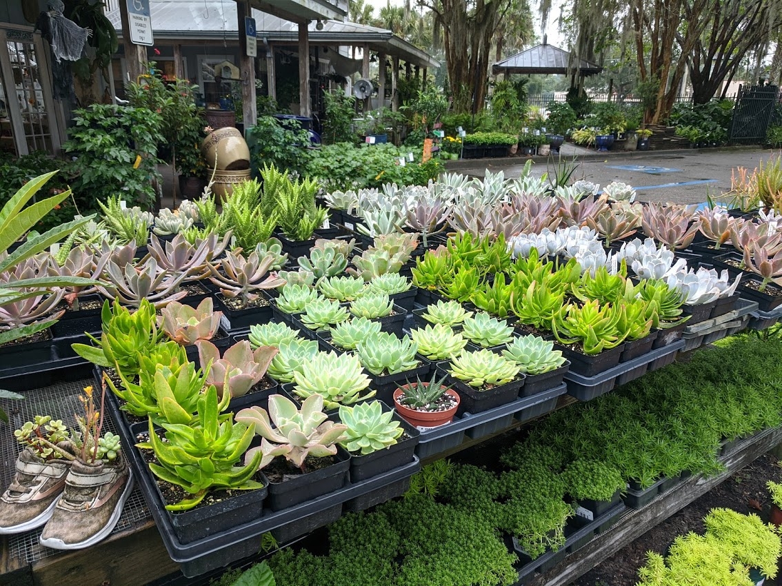 Garden Gate Nursery Gainesville s Hometown Nursery