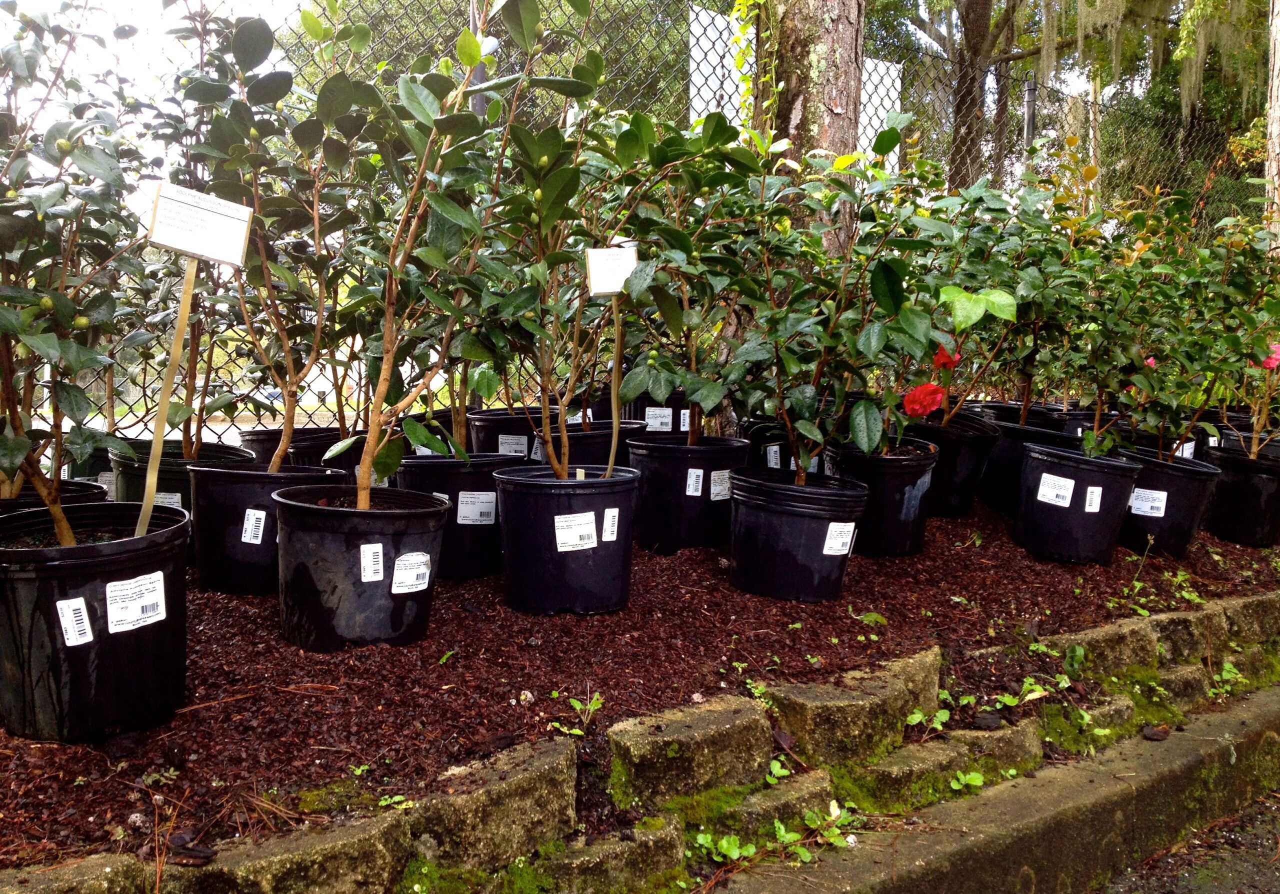 garden gate nursery and landscaping