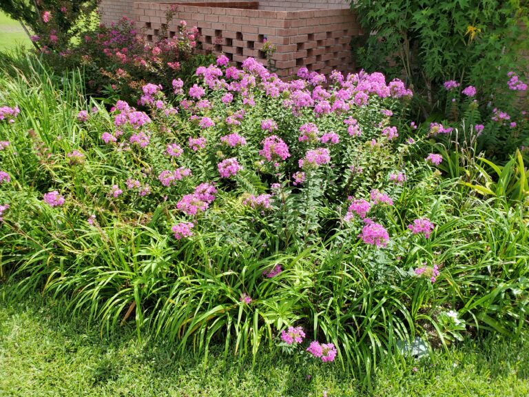 Garden Phlox A Passalong Plant For Modern Landscapes Gardening In The Panhandle