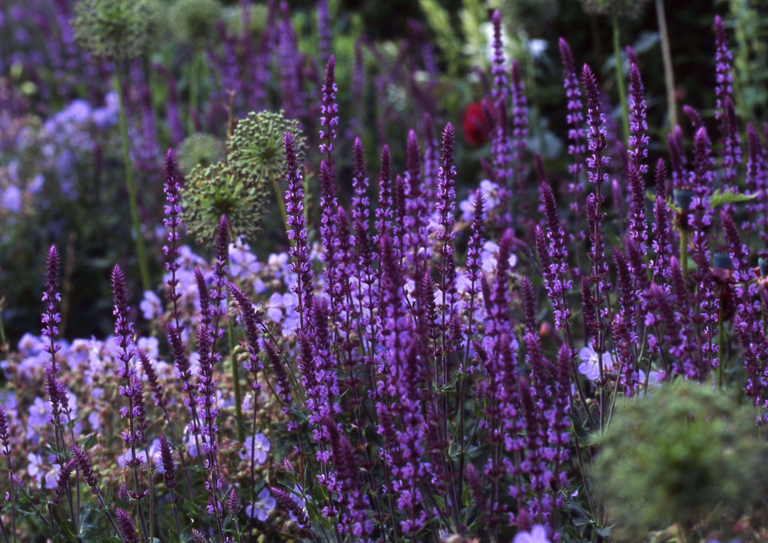 Gardening 101 Salvia Gardenista