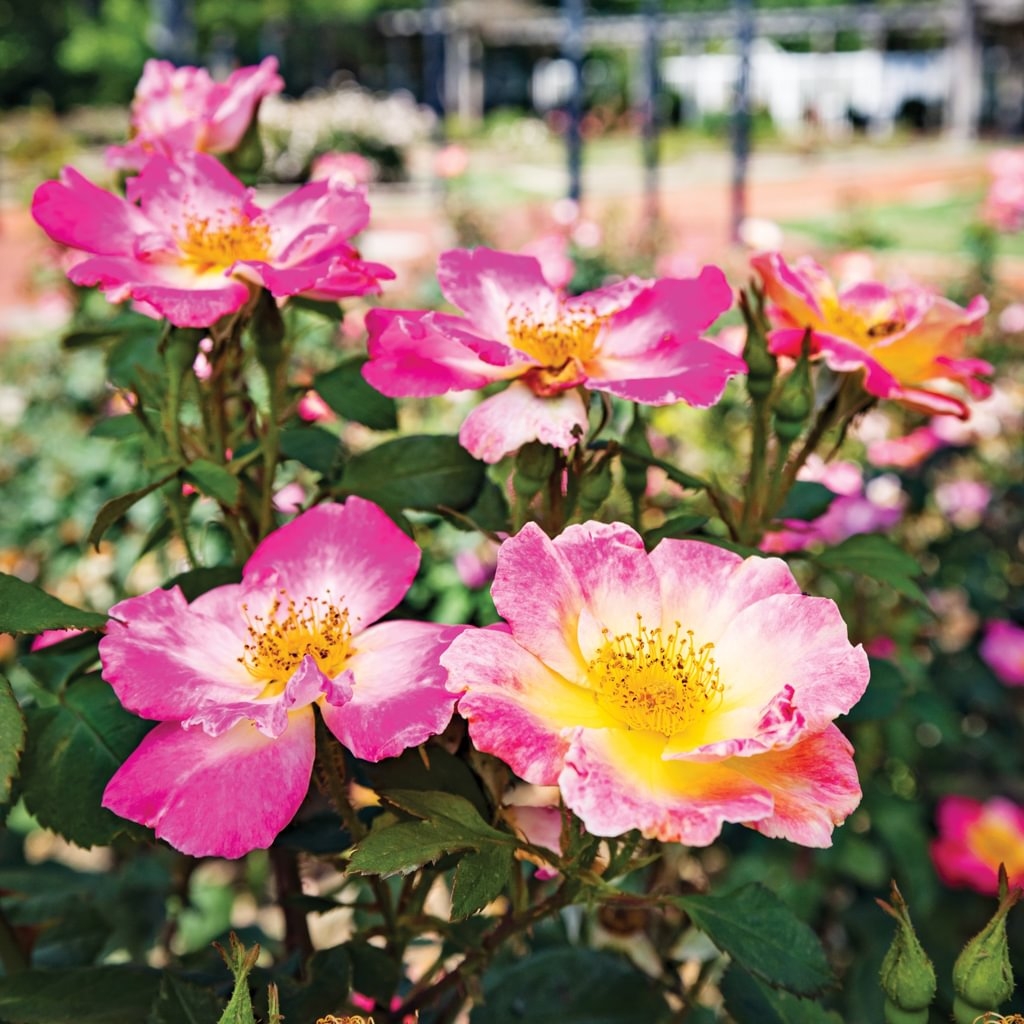 Gardens Of The South