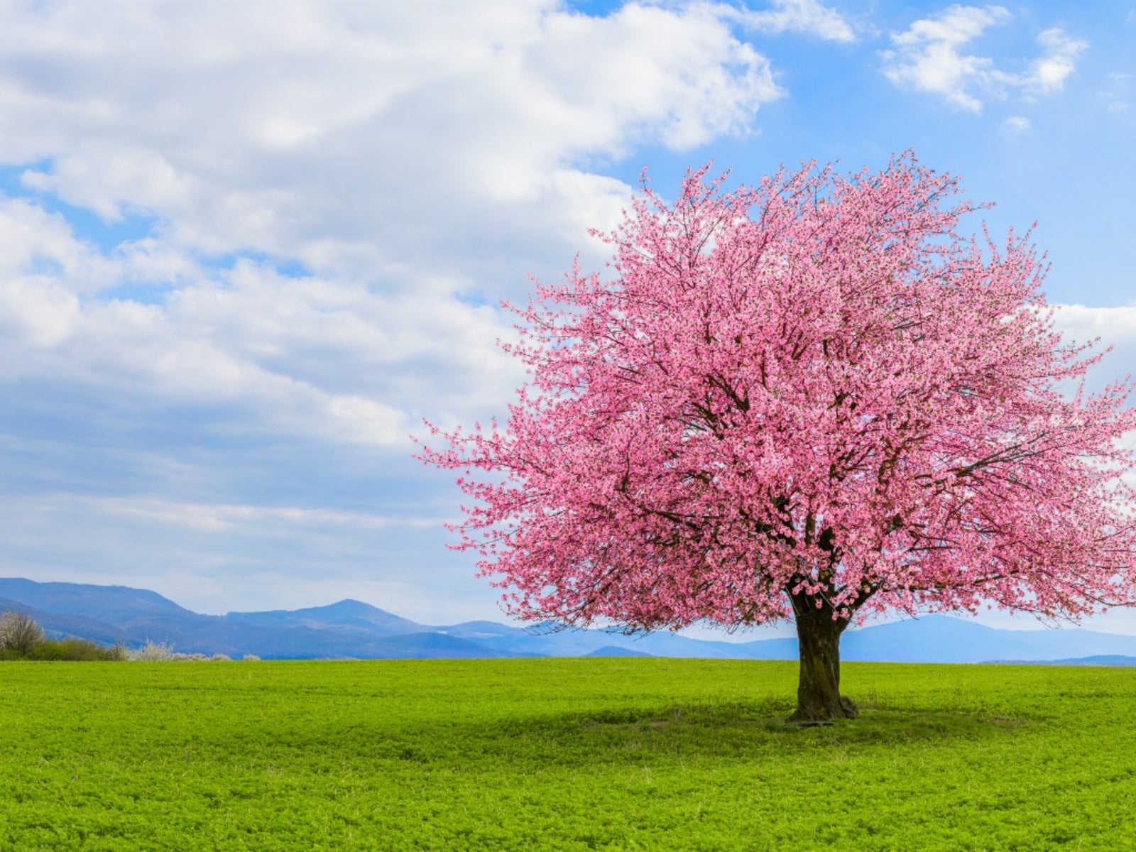 Good Trees For The Landscape Gardening Know How