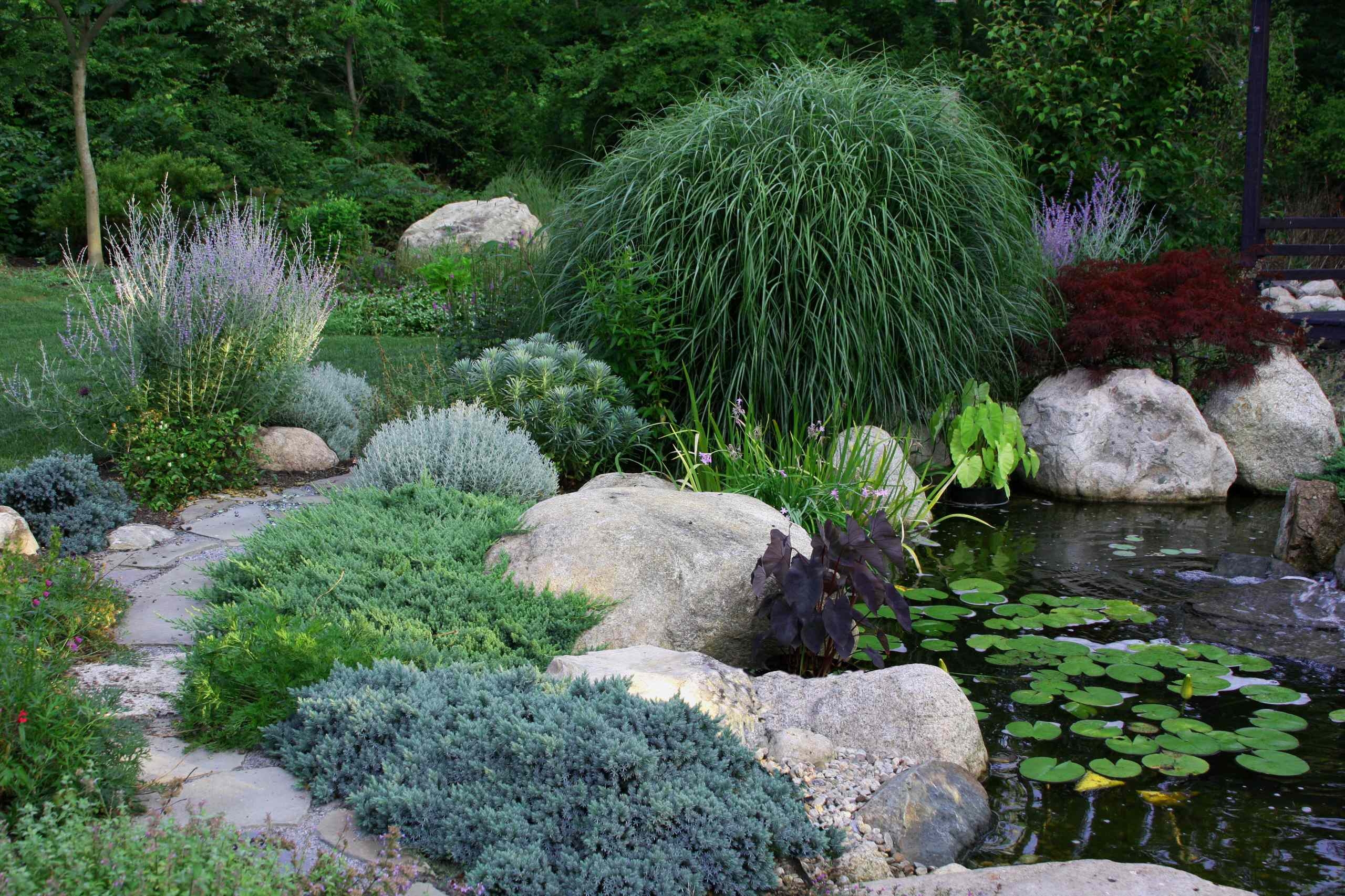 Great Design Plant Juniperus Squamata Blue Star 