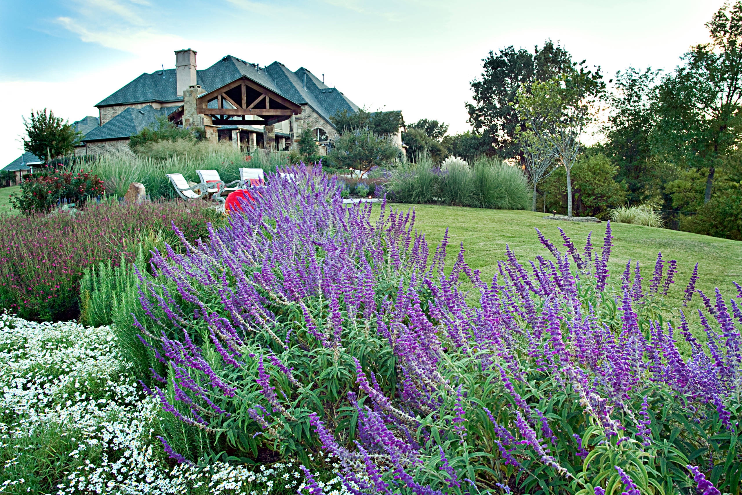 Great Design Plant Salvia Leucantha
