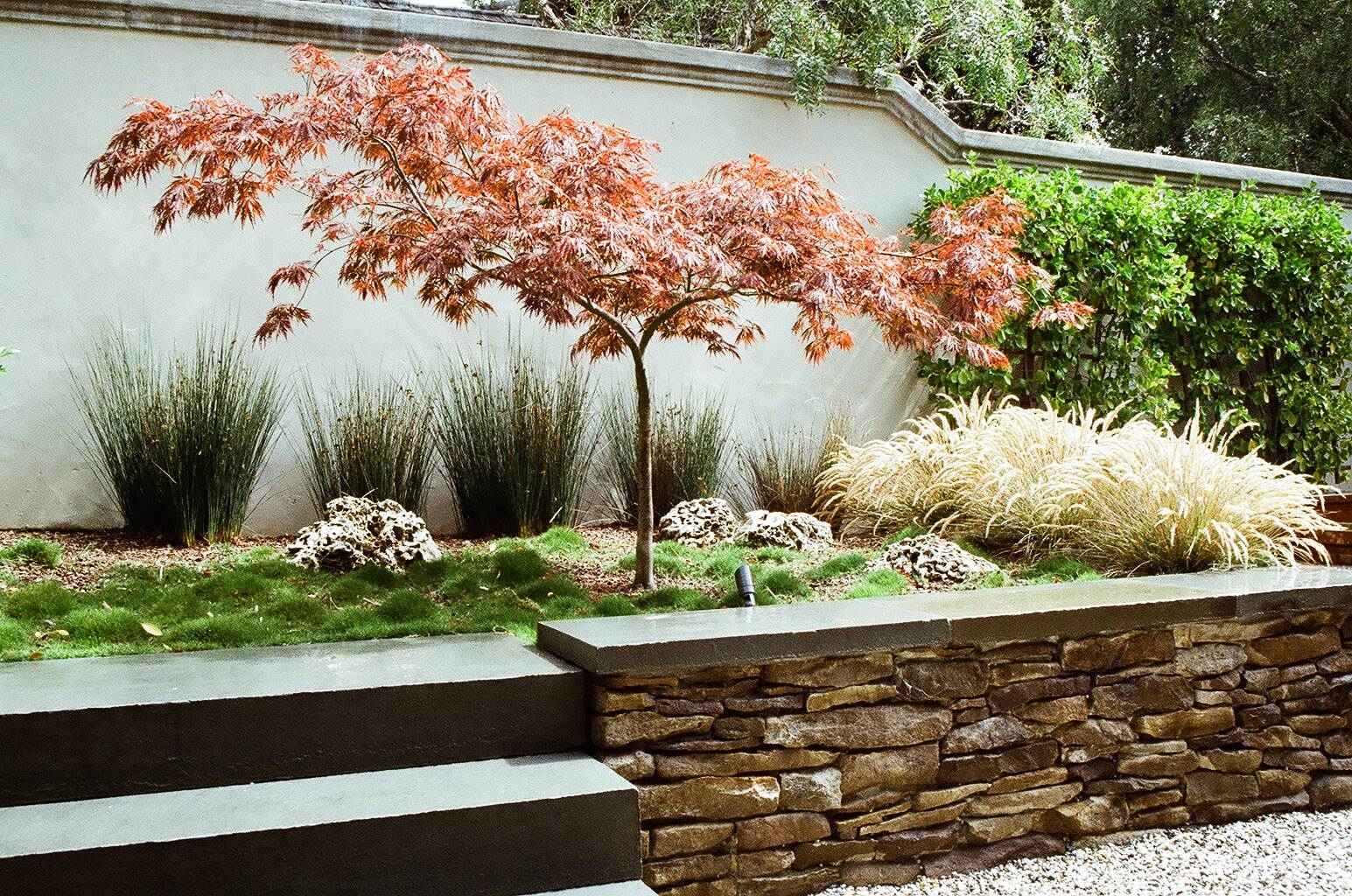 Great Design Tree Japanese Maple