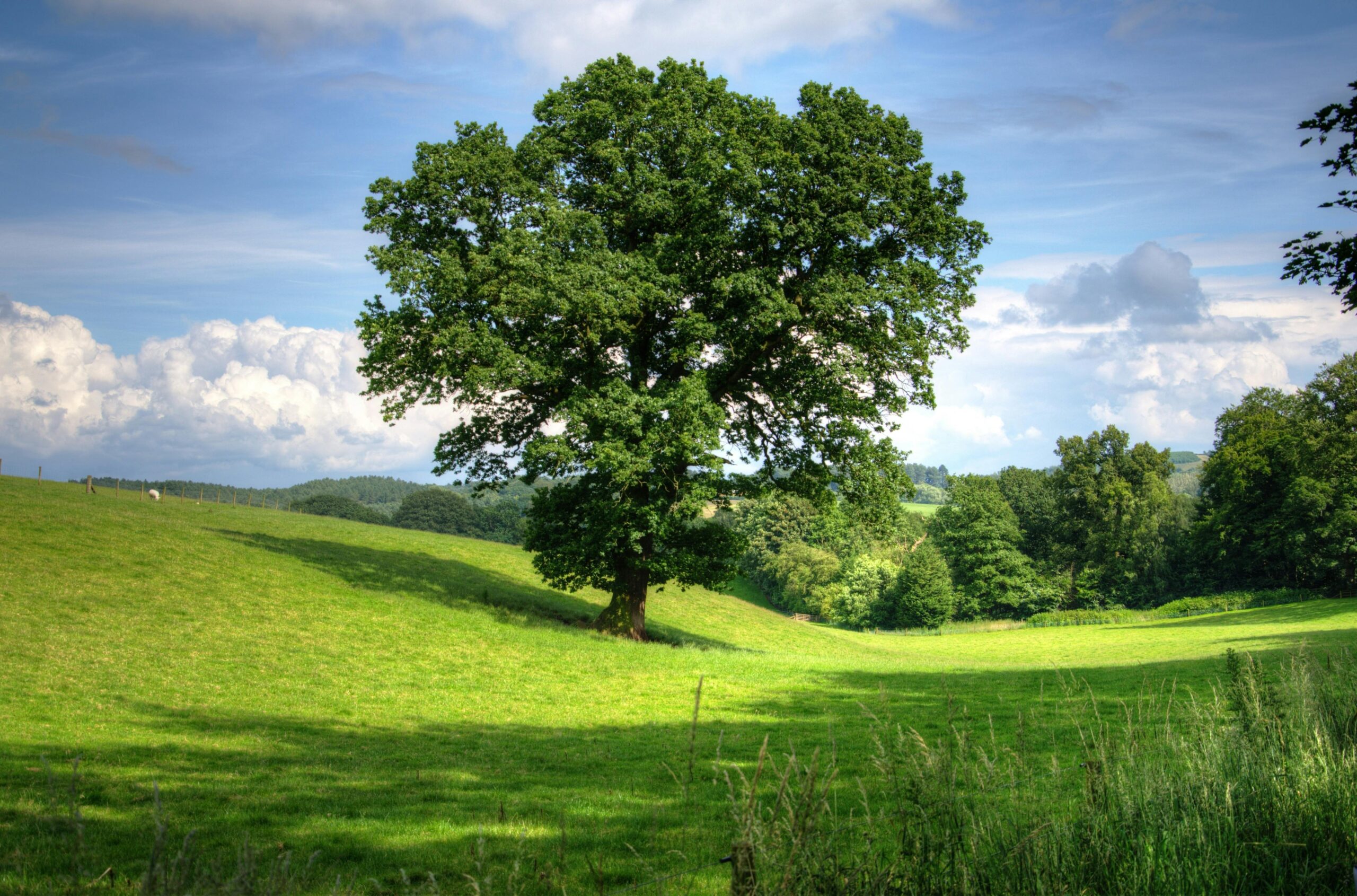 landscape with a tree