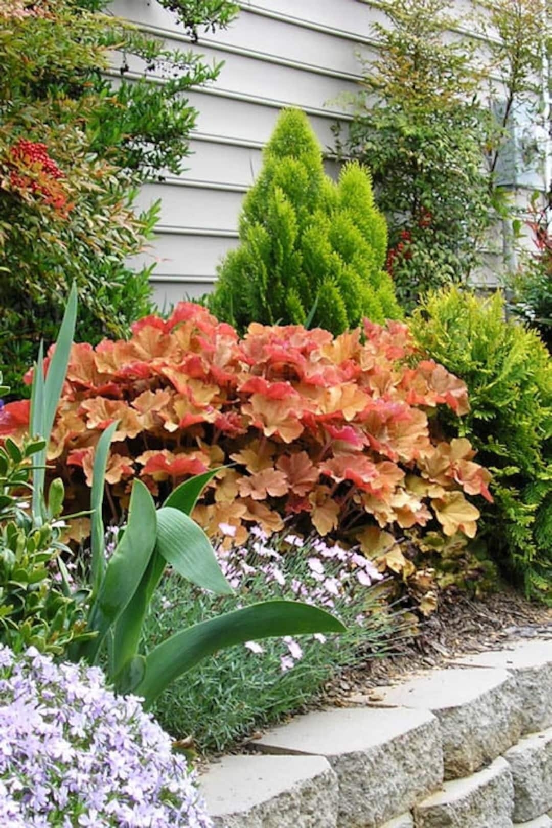 landscaping with coral bells