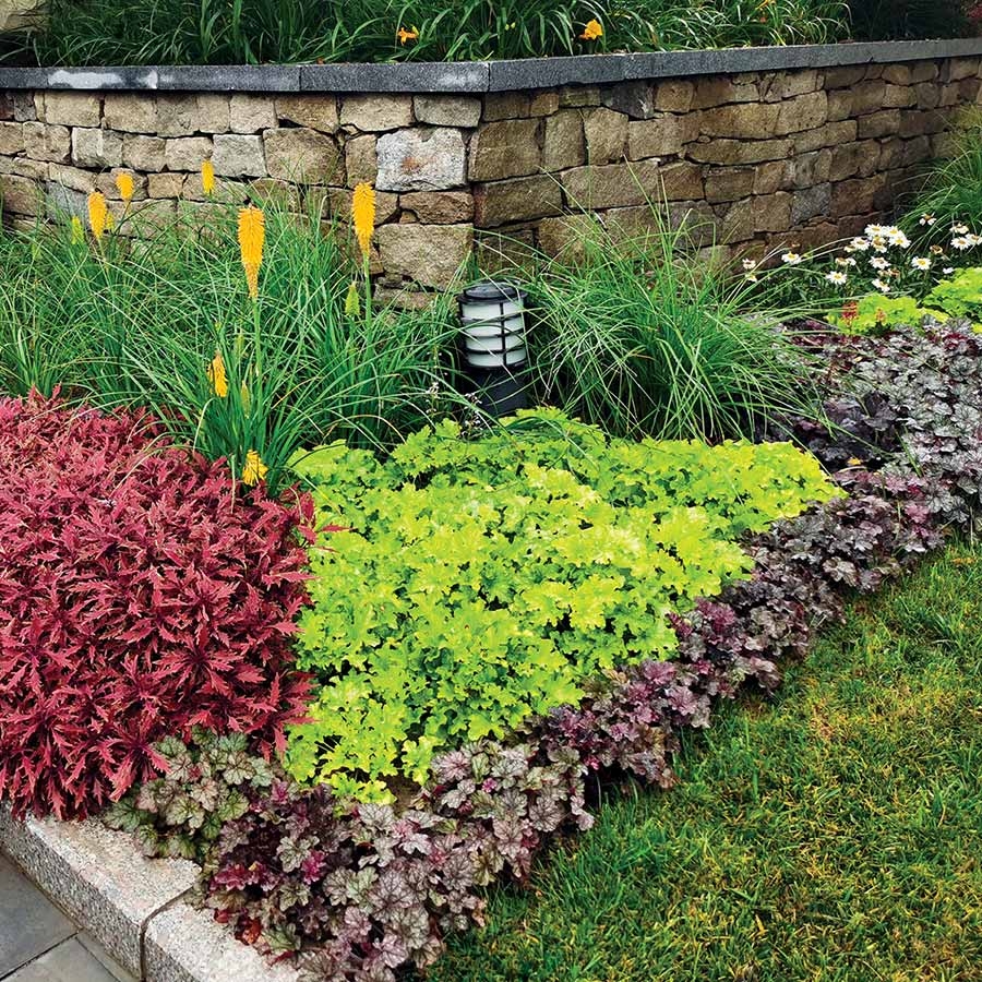 Heuchera Spellbound TERRA NOVA Nurseries Inc 