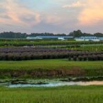 Hibernia Nursery For Ornamentals Ground Cover Shrubs And Trees