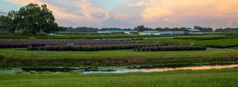 Hibernia Nursery For Ornamentals Ground Cover Shrubs And Trees