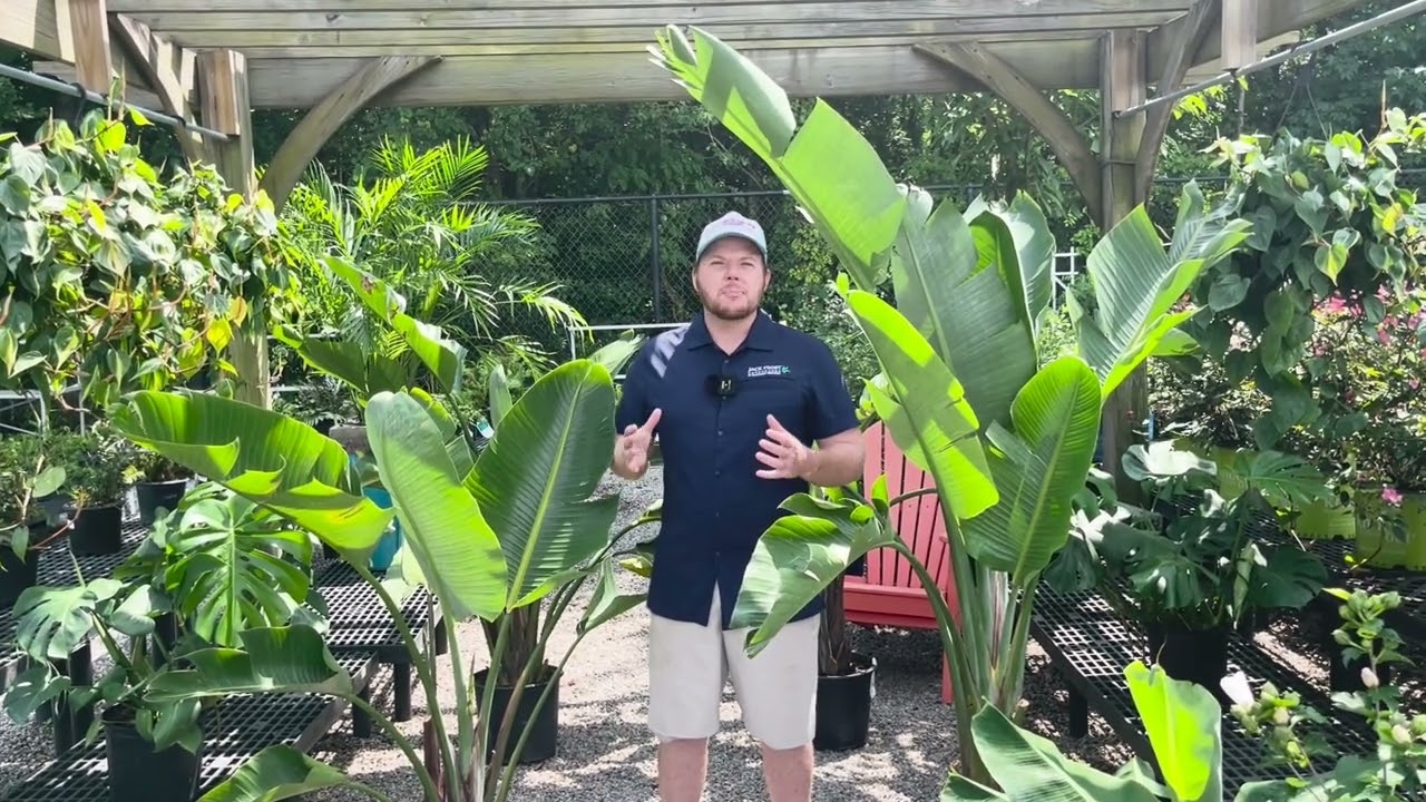 HOME Jack Frost Landscapes Garden Center HOME Jack Frost Landscapes Garden Center