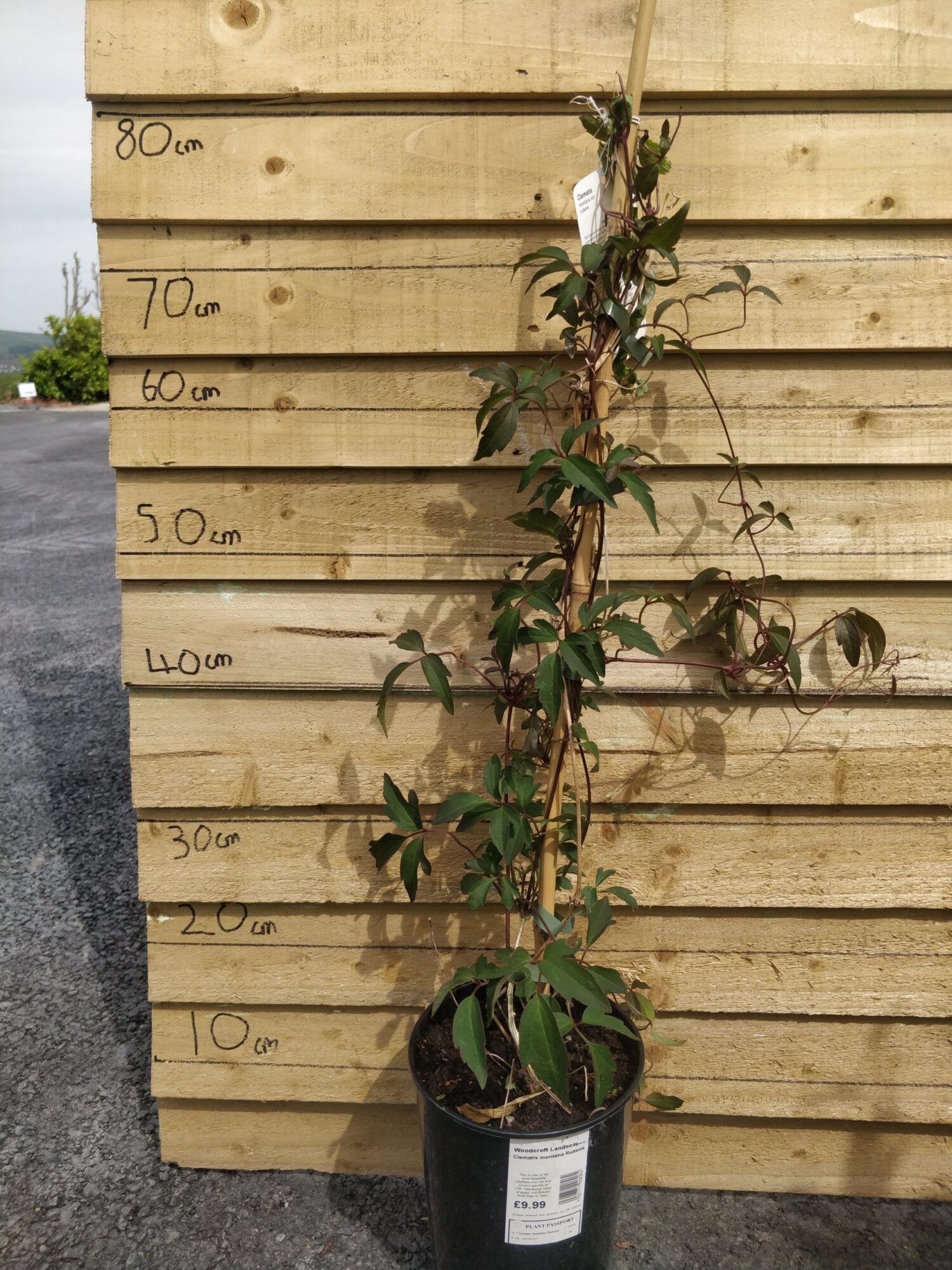 Home Woodcroft Nursery East Belfast NI Delivery Or Collection