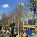 Home Woodcroft Nursery East Belfast NI Delivery Or Collection