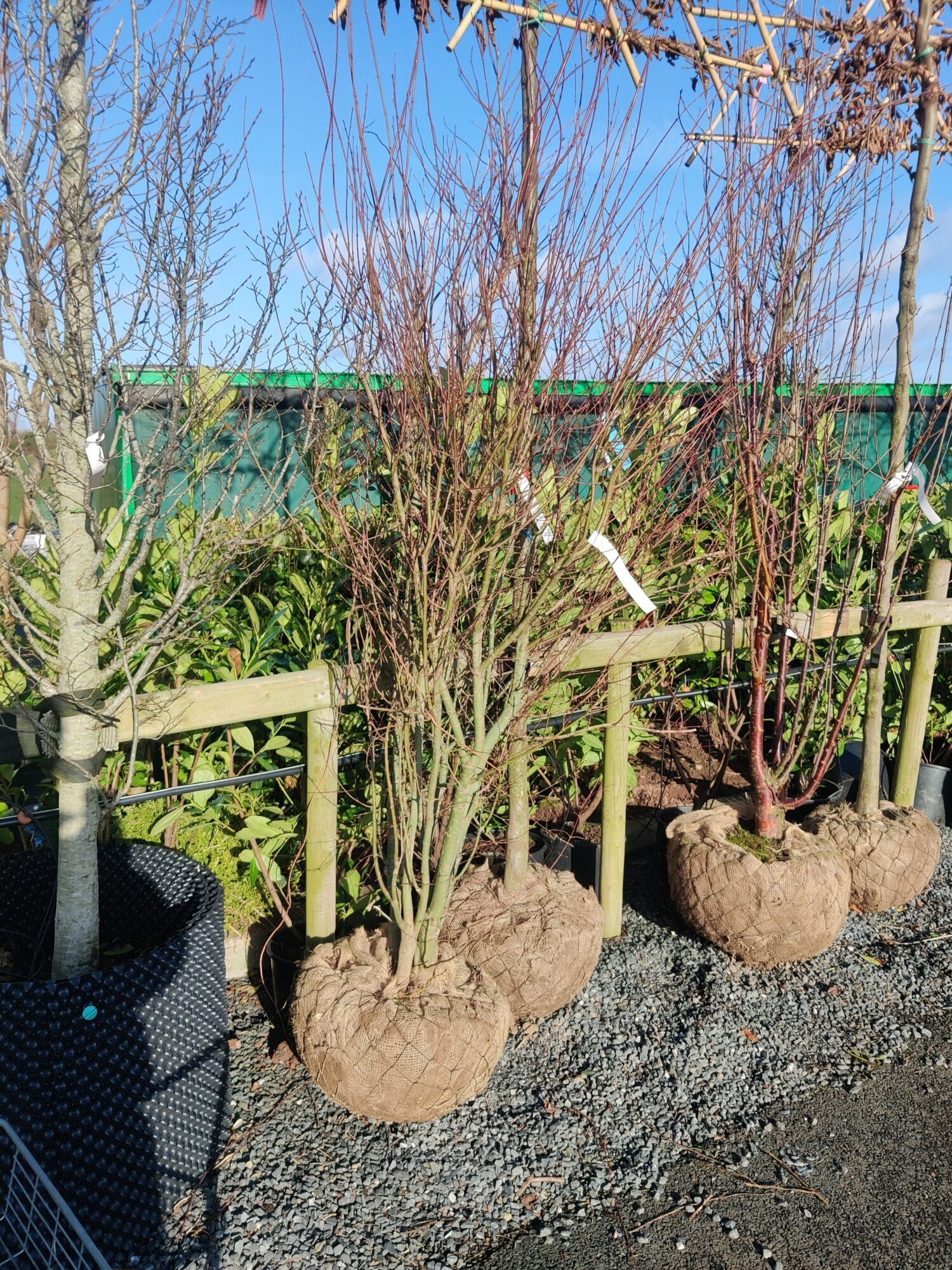Home Woodcroft Nursery East Belfast NI Delivery Or Collection