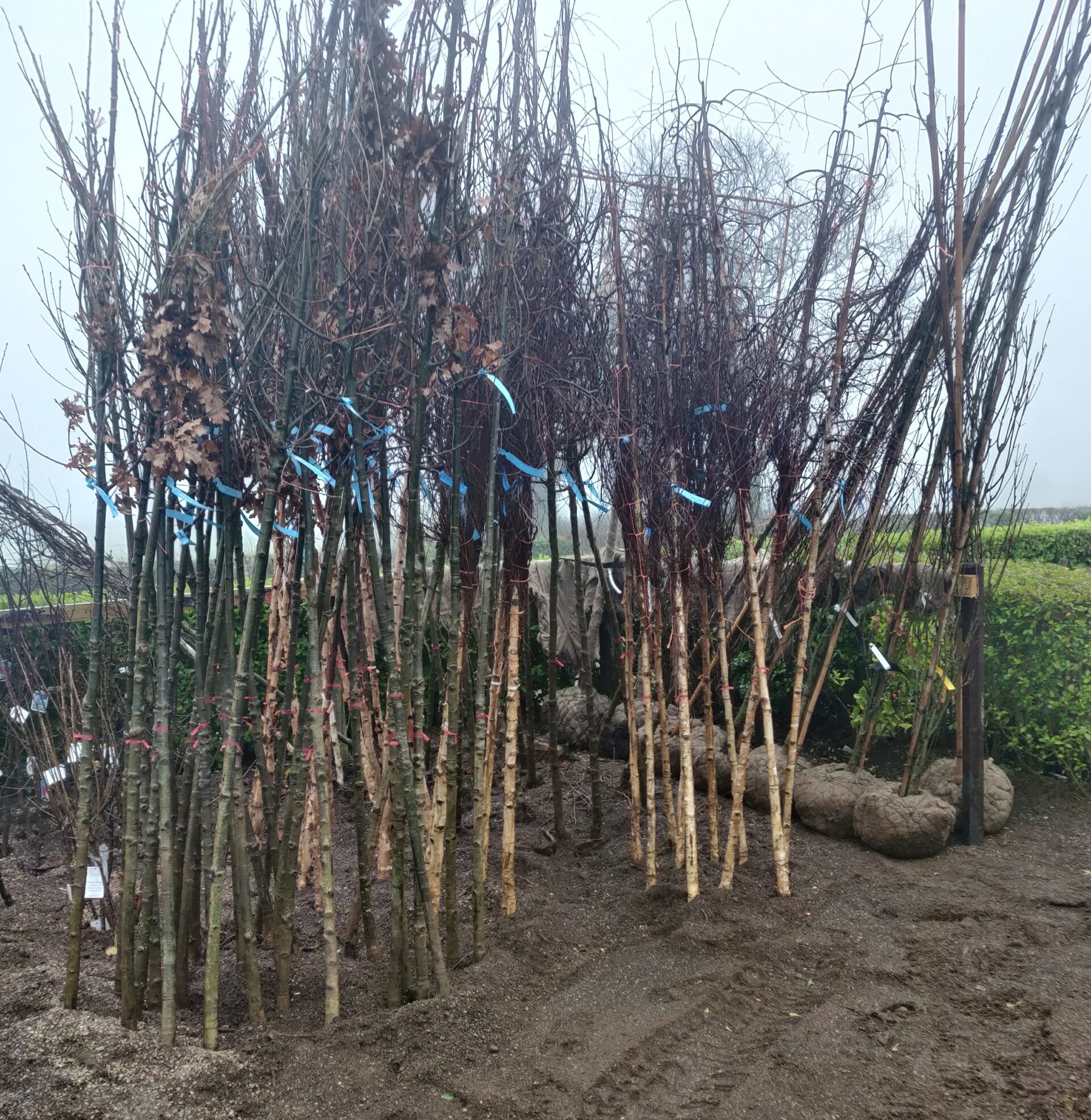 Home Woodcroft Nursery East Belfast NI Delivery Or Collection