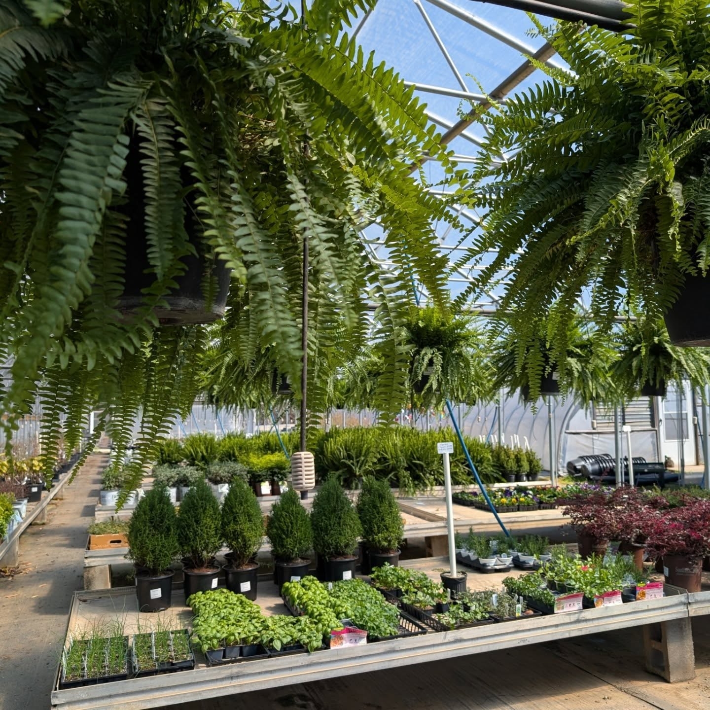 hoen's garden center & landscaping