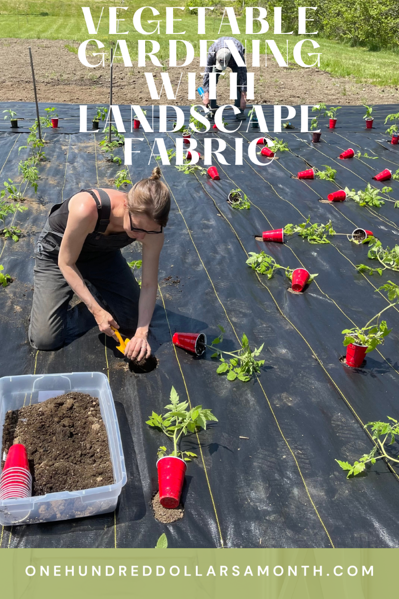 How Do You Plant A Garden With Landscape Fabric One Hundred Dollars A Month How Do You Plant A Garden With Landscape Fabric One Hundred Dollars A Month