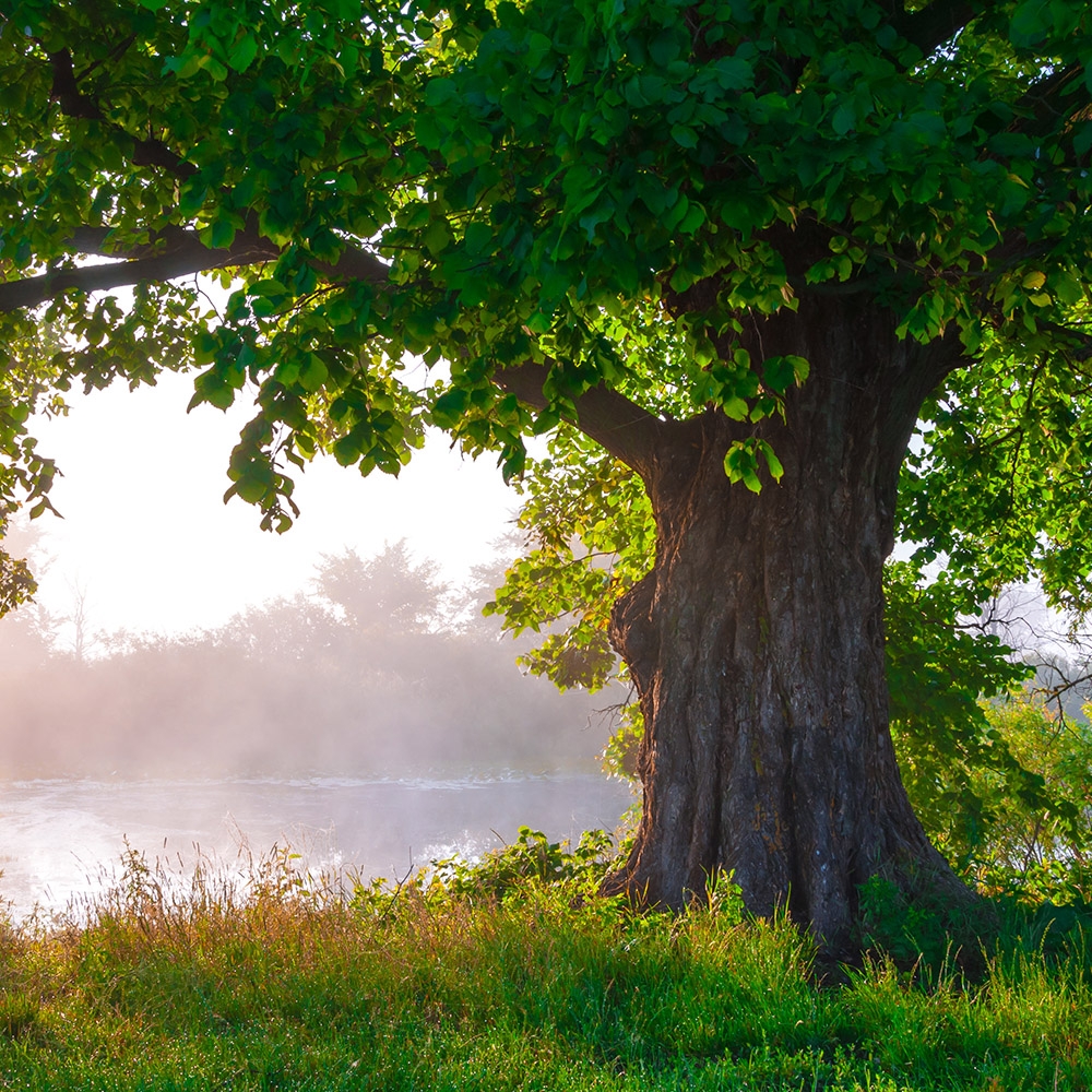 How Much Is A Tree Worth McCabe s Landscape